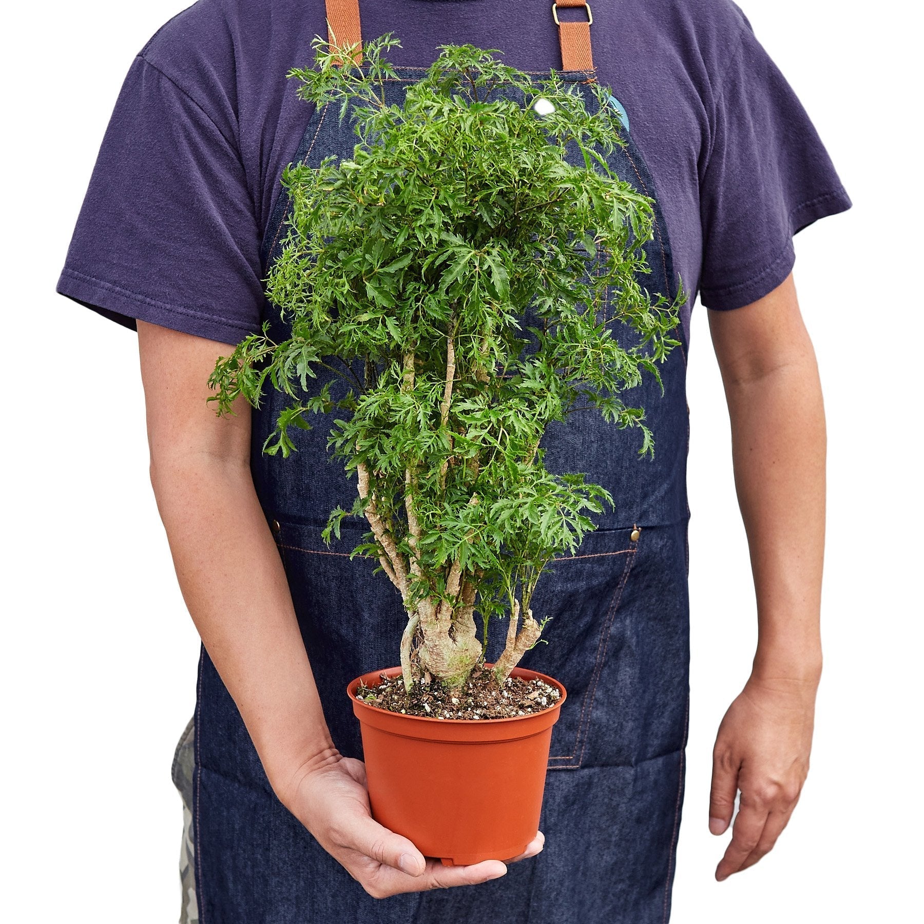 Aralia Ming Stump Plant - Cheeky Garden