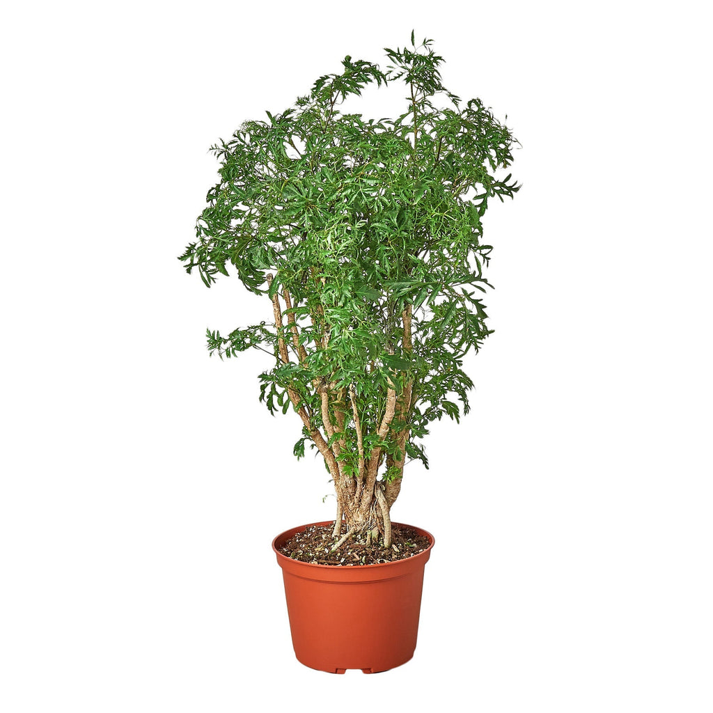 Aralia Ming Stump Plant - Cheeky Garden