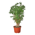 Aralia Ming Stump Plant - Cheeky Garden