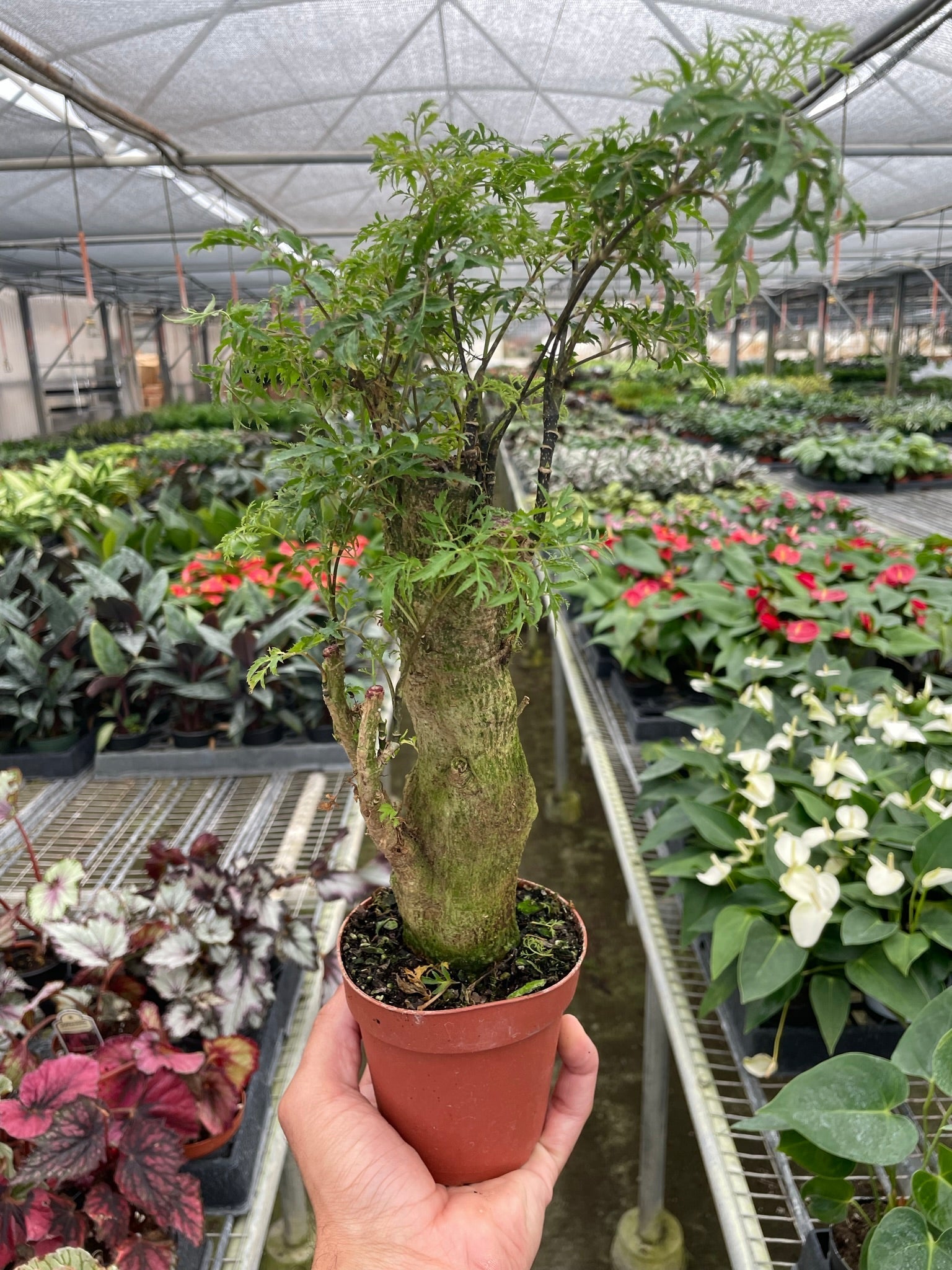Aralia Ming Stump Plant - Cheeky Garden