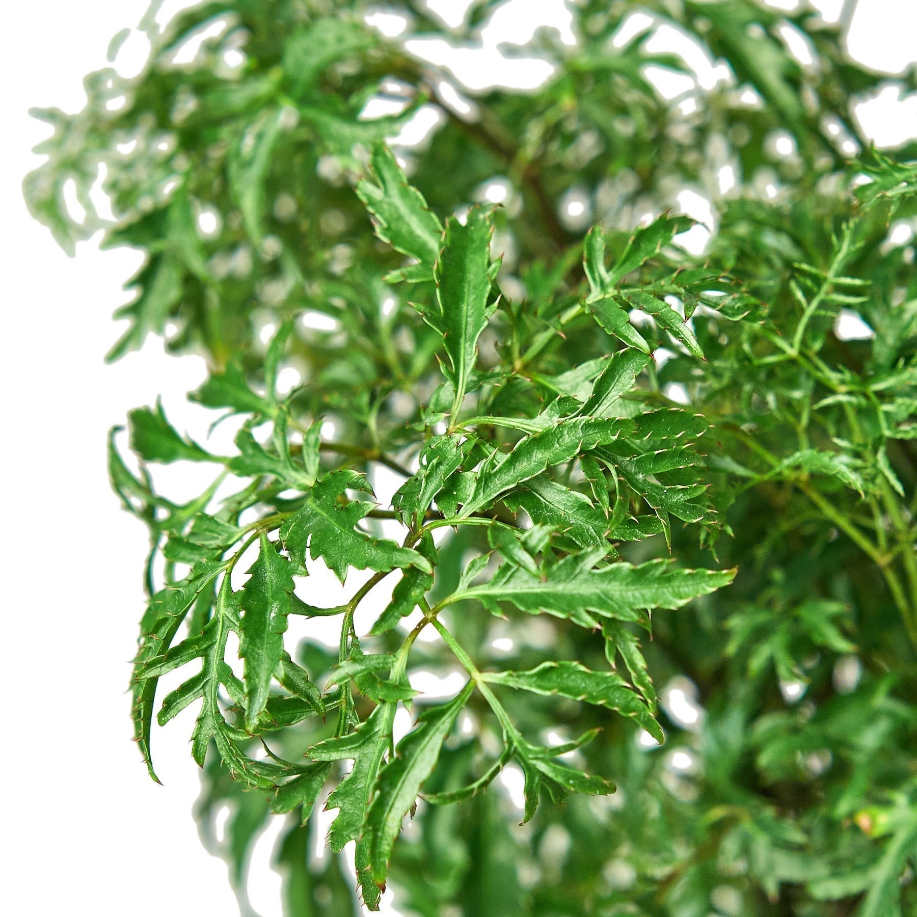 Aralia Ming Stump Plant - Cheeky Garden
