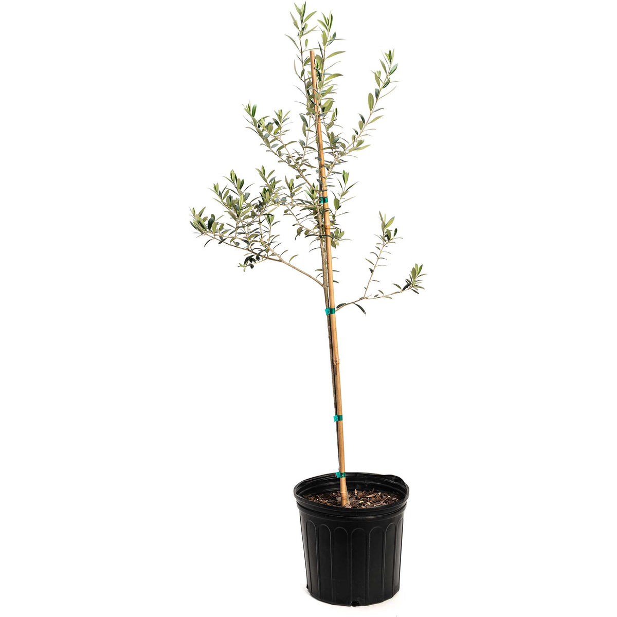 Arbequina Olive Tree - Cheeky Garden