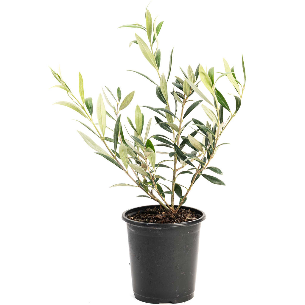 Arbequina Olive Tree - Cheeky Garden
