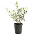 Arbequina Olive Tree - Cheeky Garden