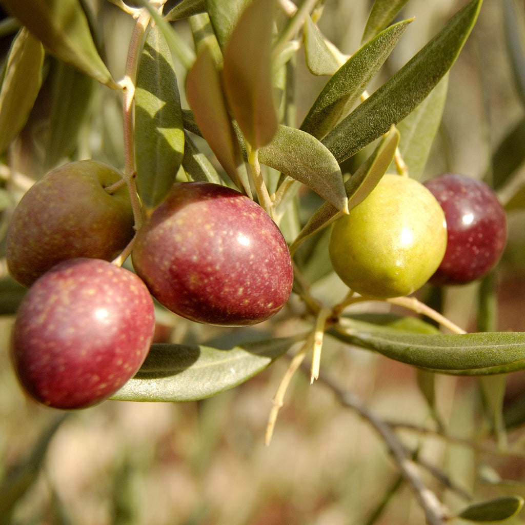 Arbequina Olive Tree - Cheeky Garden