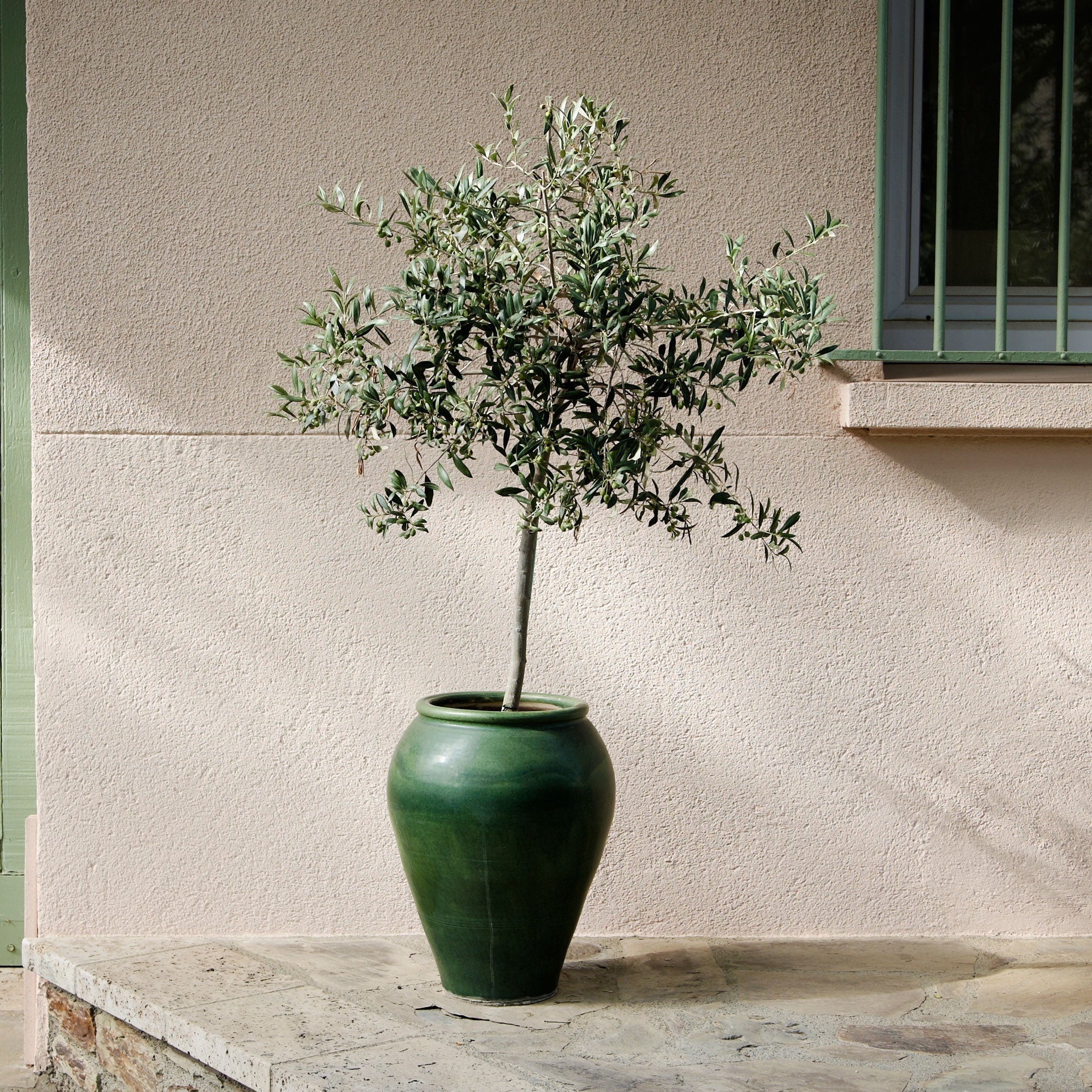 Arbequina Olive Tree - Cheeky Garden