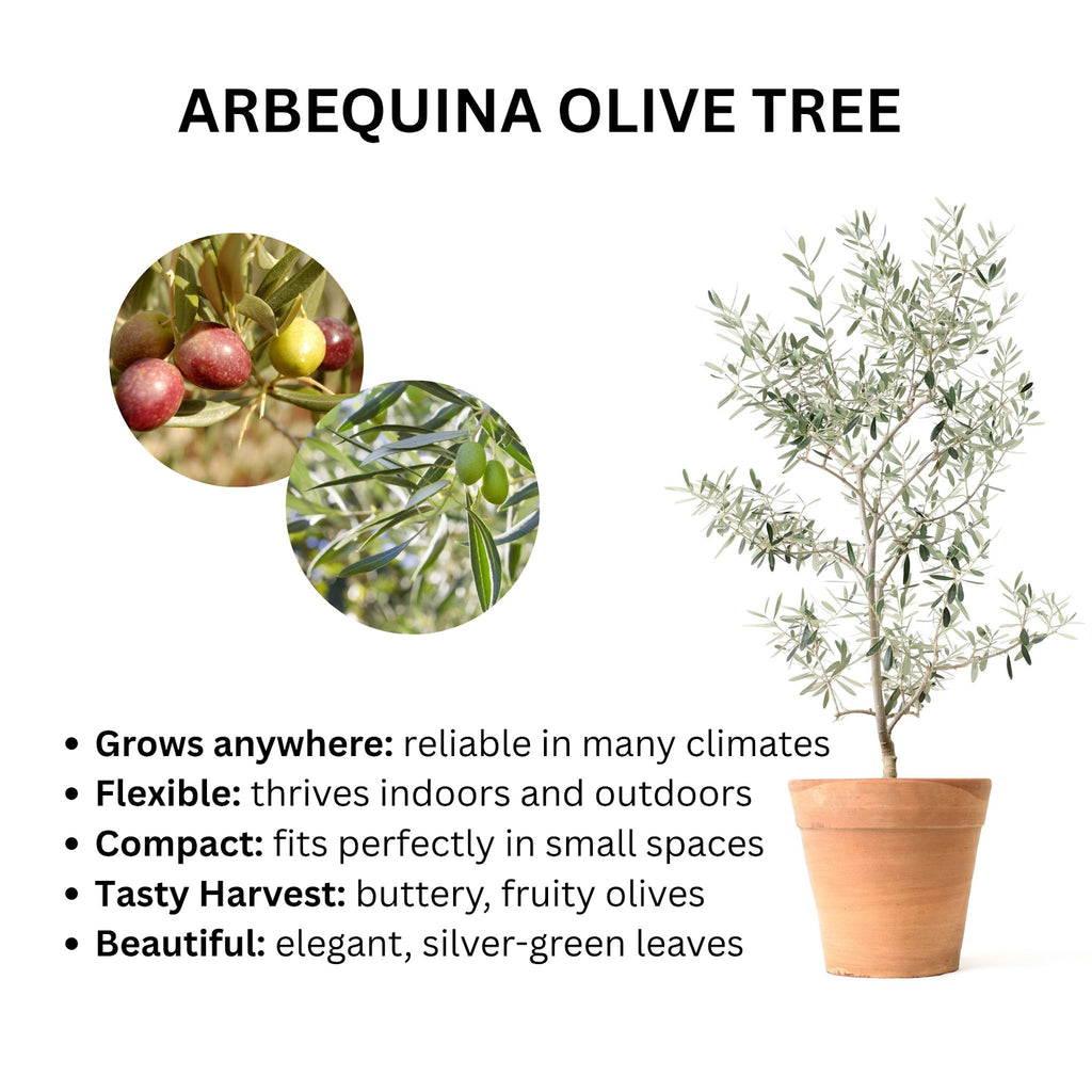 Arbequina Olive Tree - Cheeky Garden