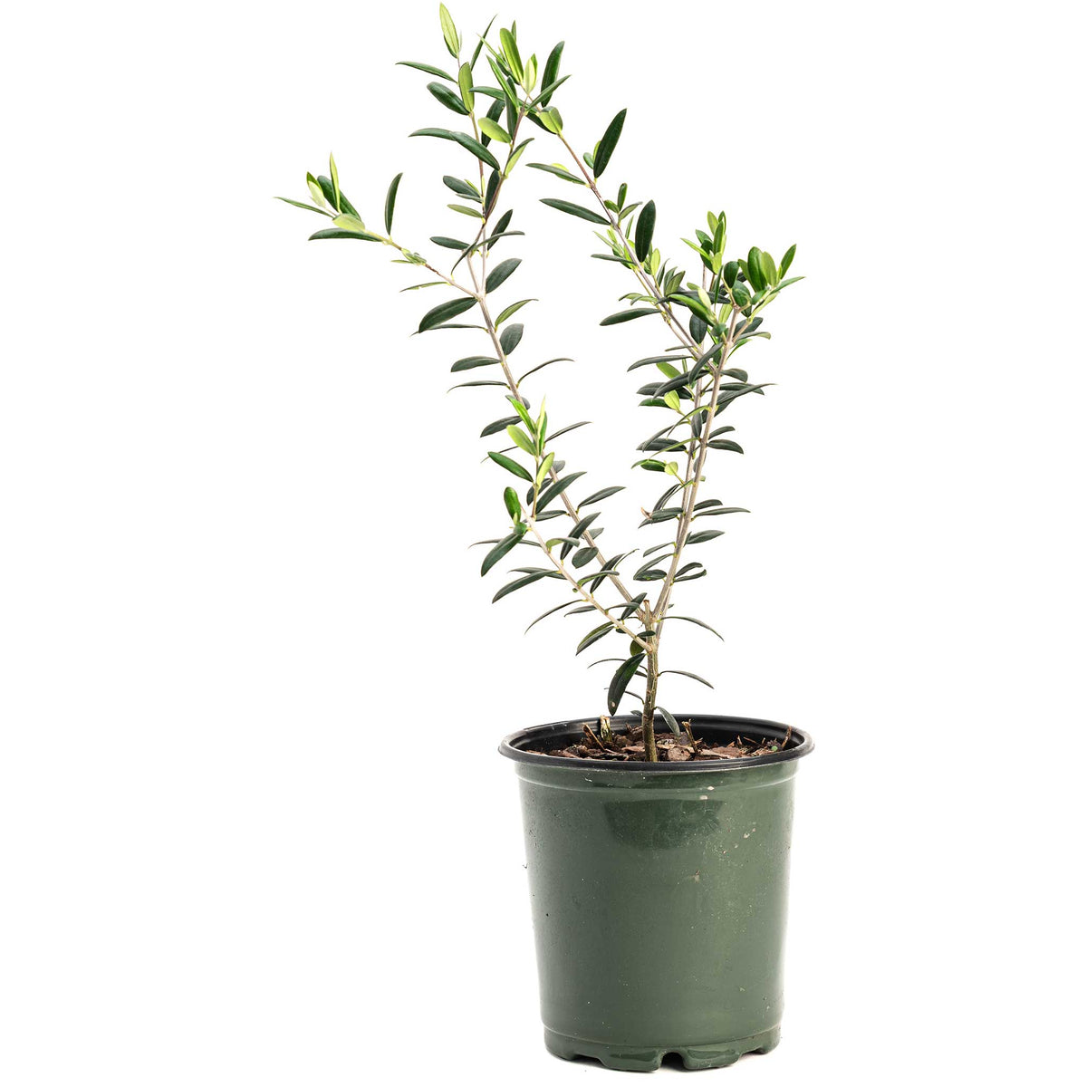 Arbequina Olive Tree - Cheeky Garden