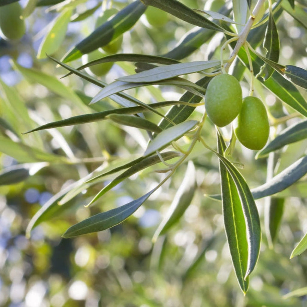 Arbequina Olive Tree - Cheeky Garden