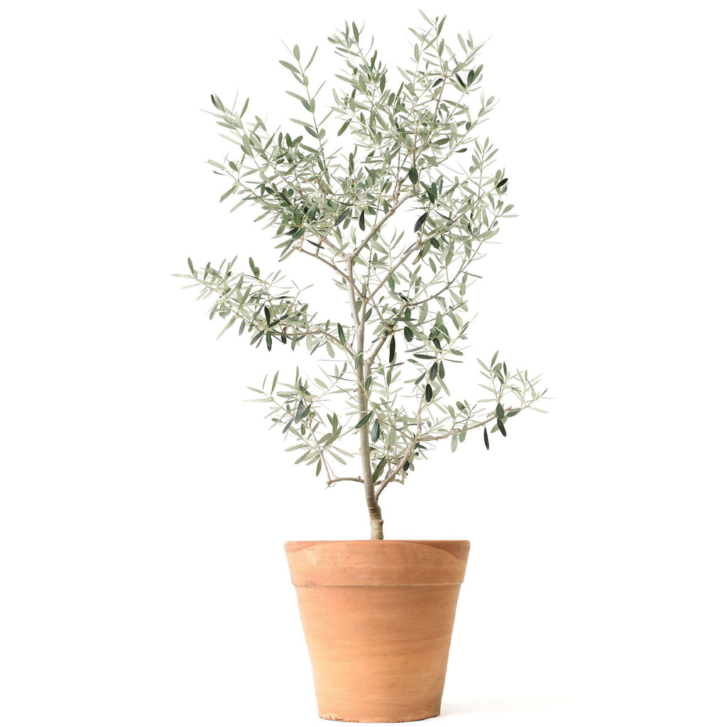 Arbequina Olive Tree - Cheeky Garden