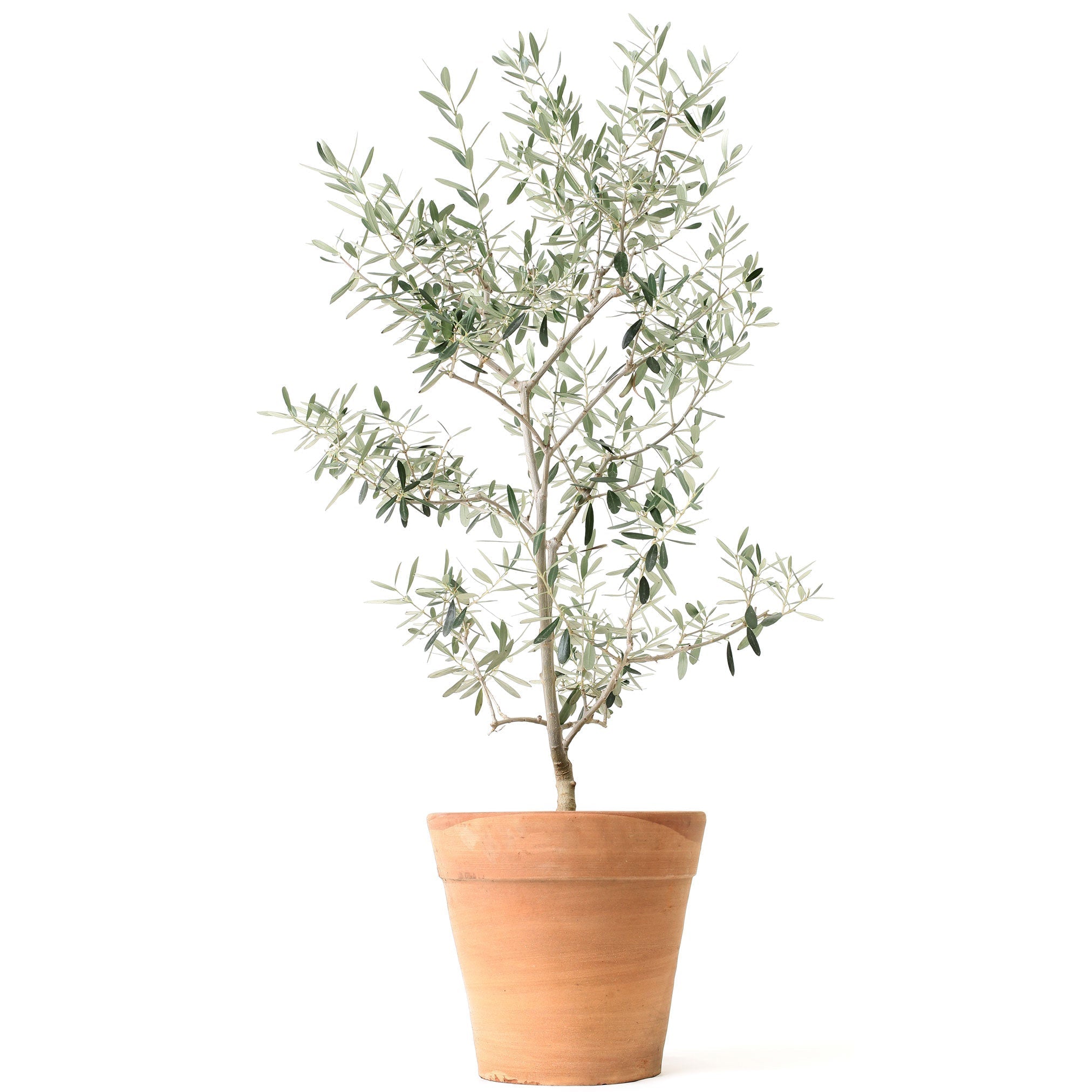 Arbequina Olive Tree - Cheeky Garden