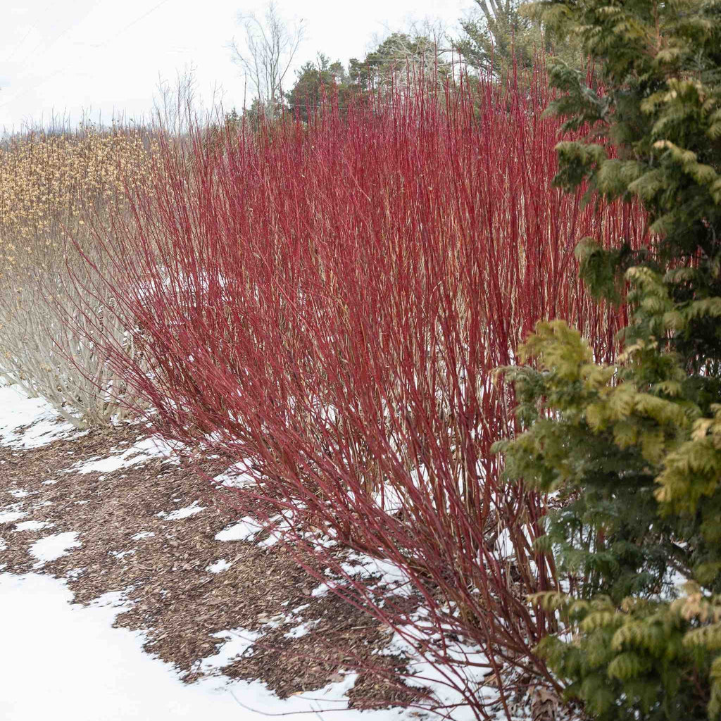 Arctic Fire® Red Twig Dogwood - Cheeky Garden