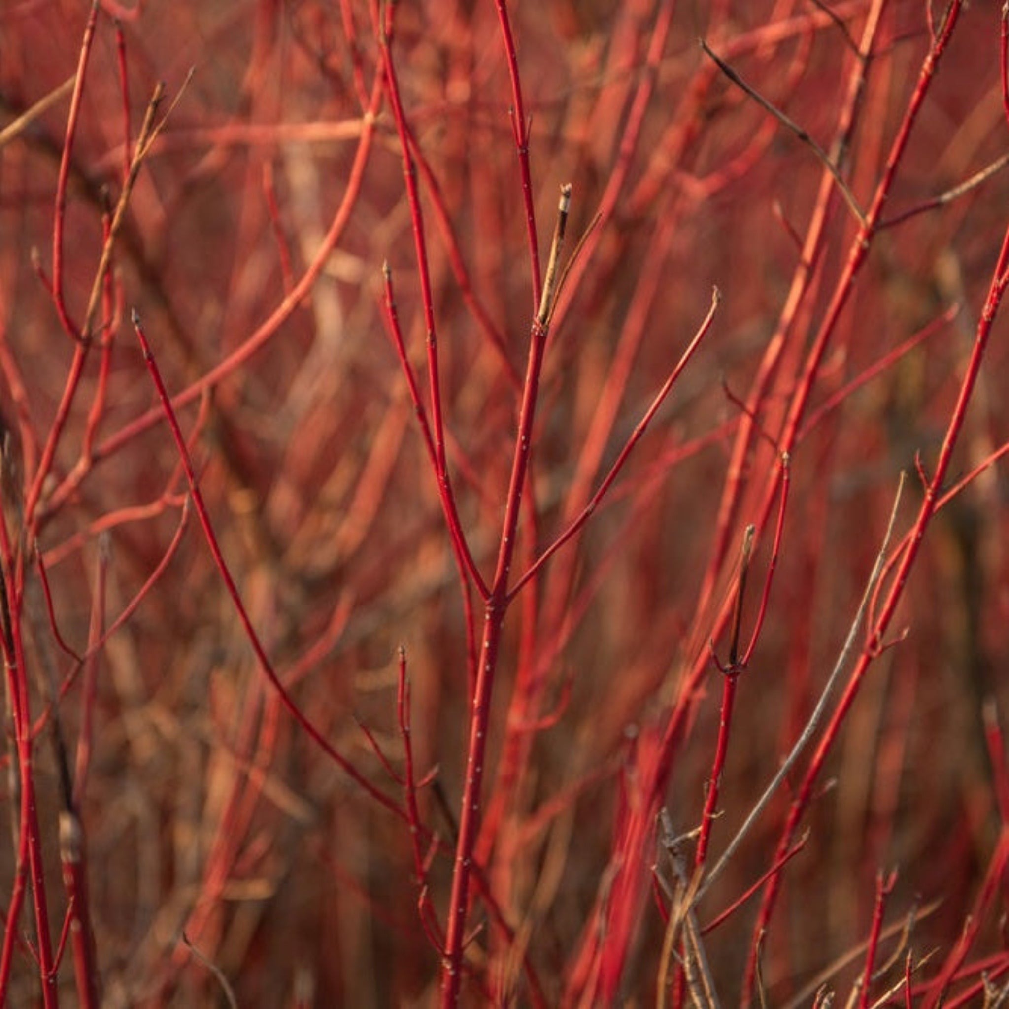 Arctic Fire® Red Twig Dogwood - Cheeky Garden