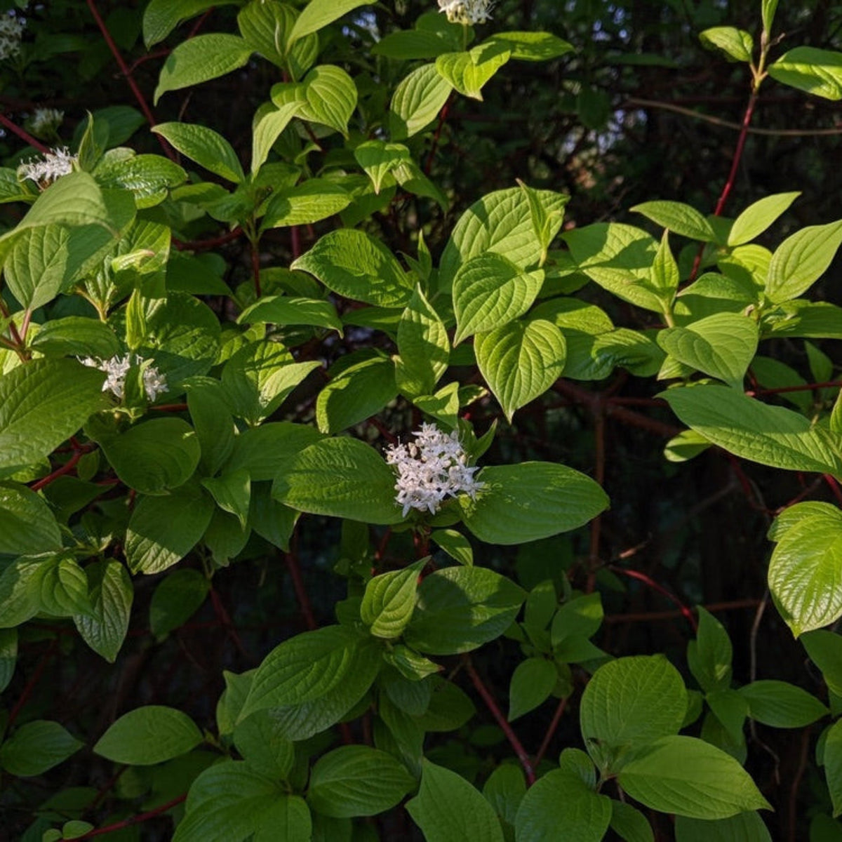 Arctic Fire® Red Twig Dogwood - Cheeky Garden