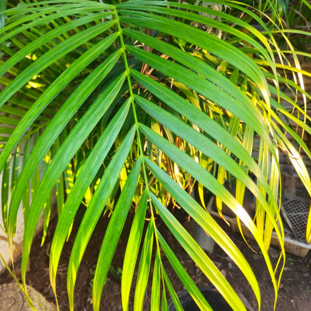 Areca Palm Tree - Cheeky Garden