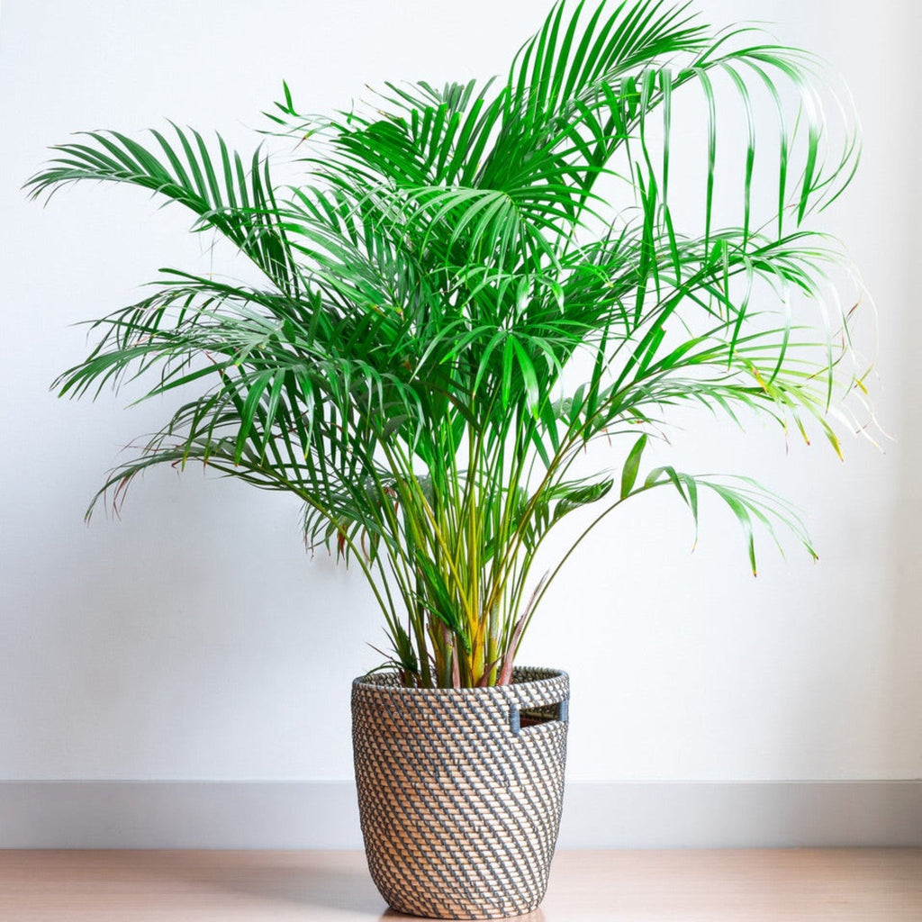 Areca Palm Tree - Cheeky Garden
