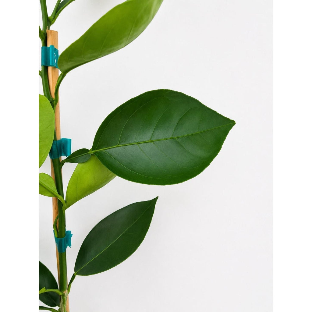 Areca Palm Tree - Cheeky Garden
