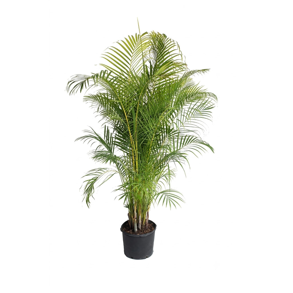 Areca Palm Tree - Cheeky Garden