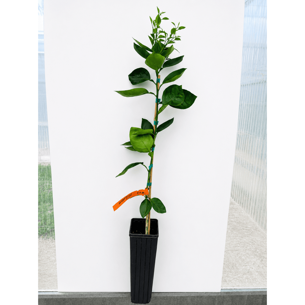 Areca Palm Tree - Cheeky Garden