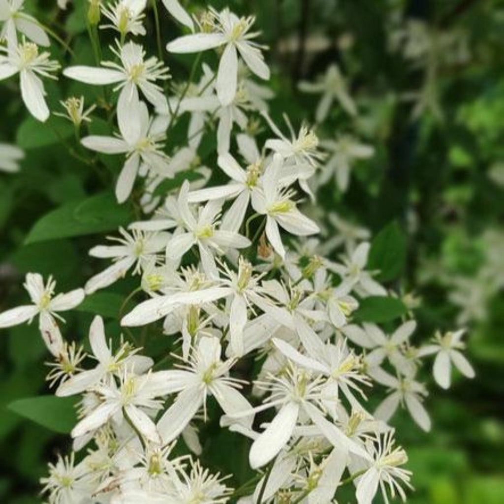 Armandii Snowdrift Clematis - Cheeky Garden