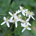 Armandii Snowdrift Clematis - Cheeky Garden