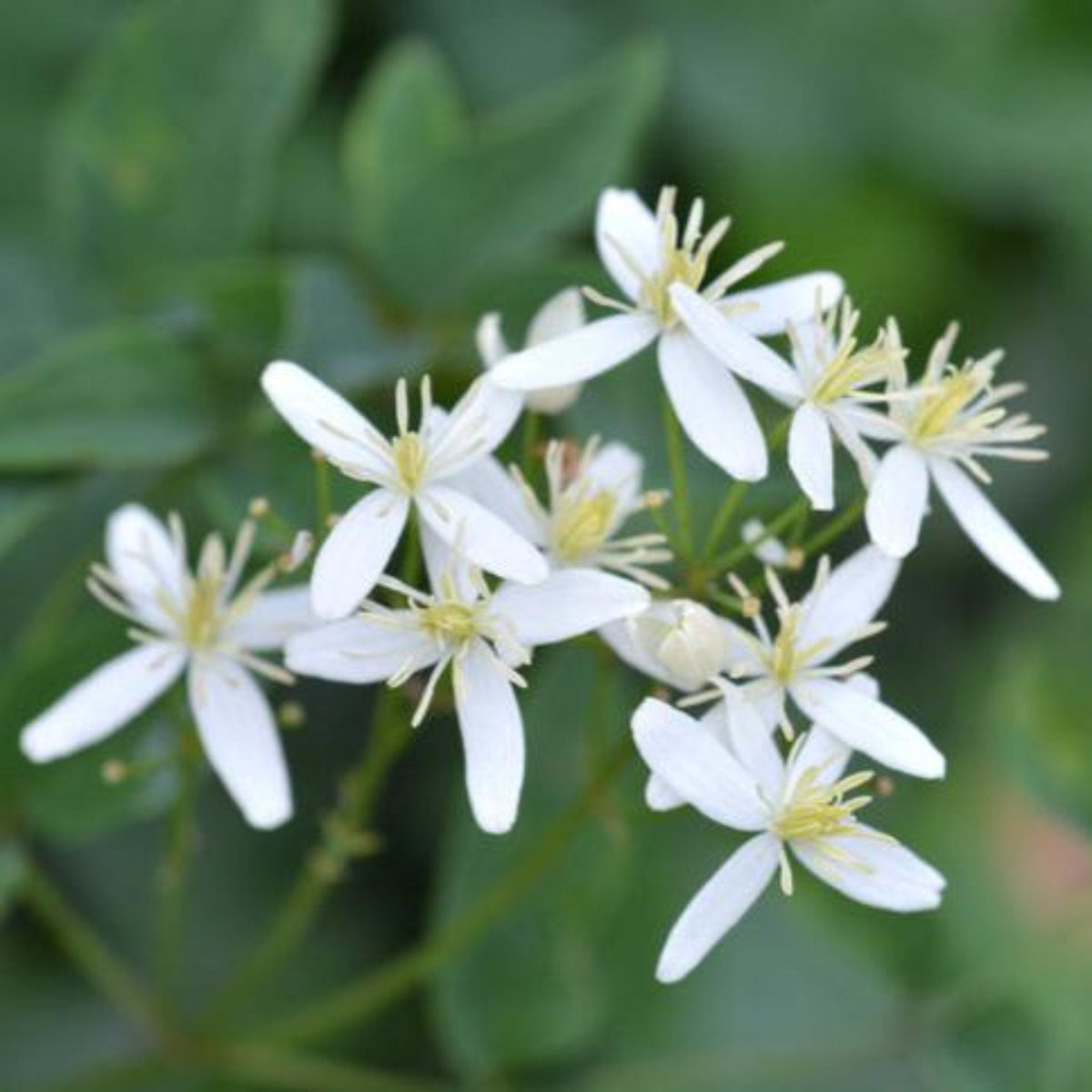 Armandii Snowdrift Clematis - Cheeky Garden