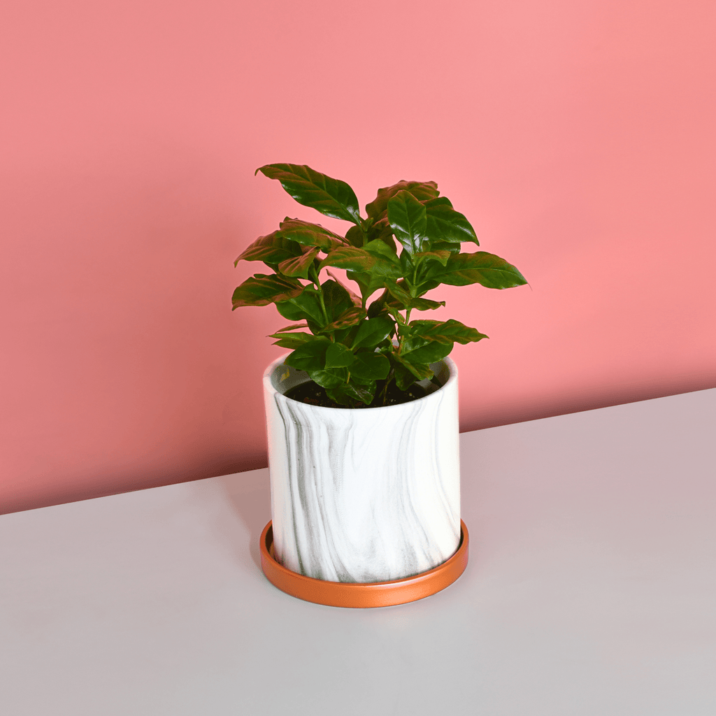 Athena Ceramic 5.5" Marble Planter - Cheeky Garden
