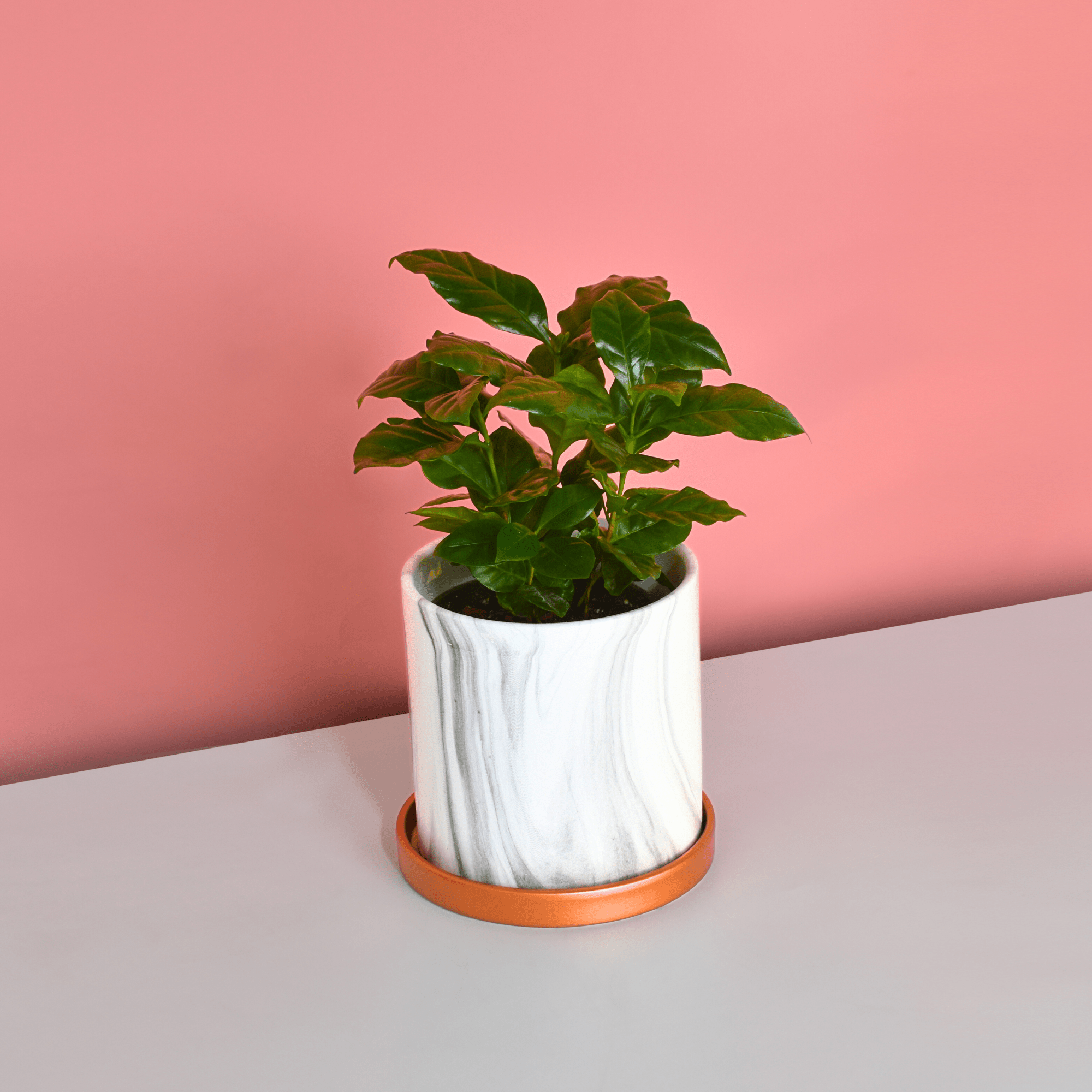 Athena Ceramic 5.5" Marble Planter - Cheeky Garden