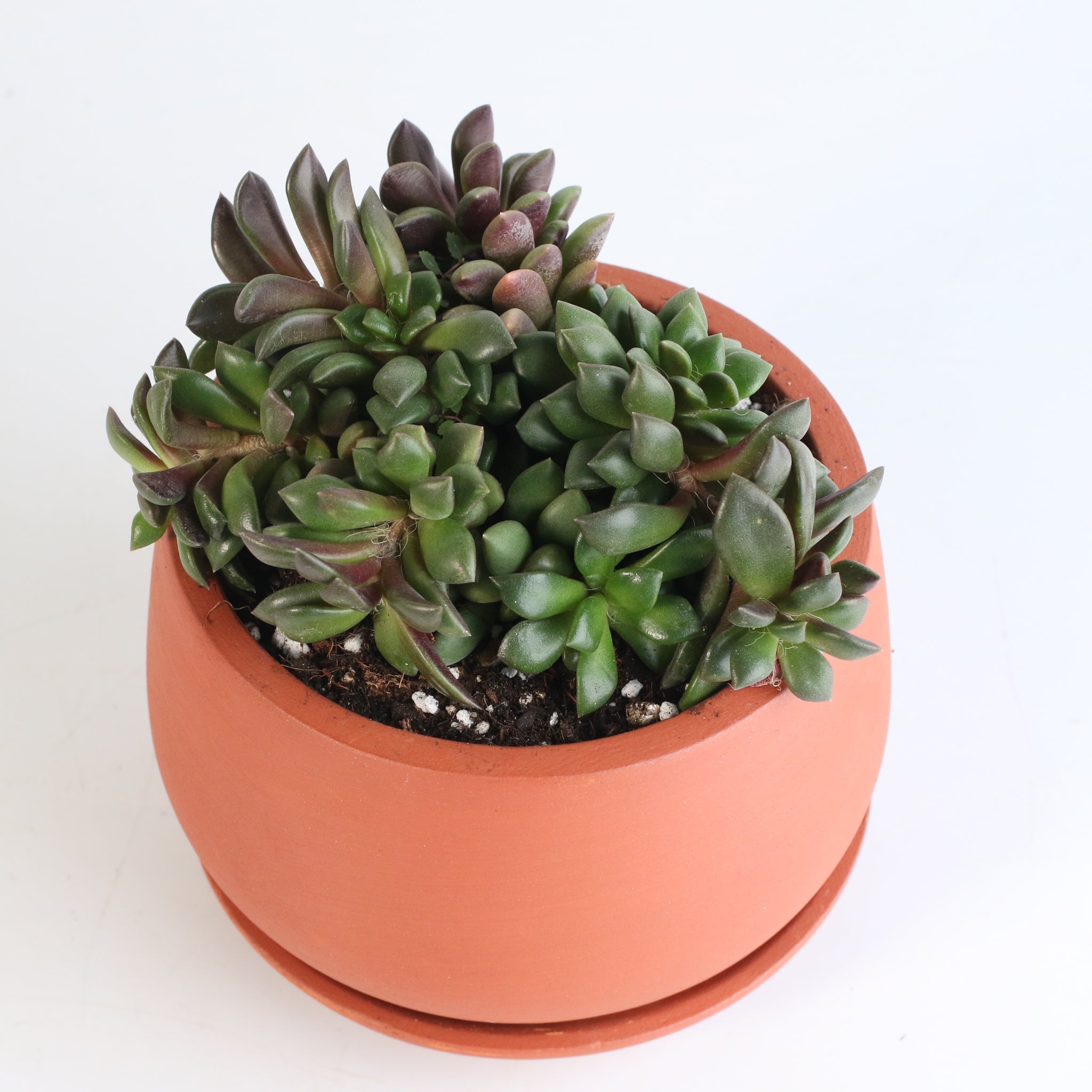 Aurora Rainbow Sand Rose Succulent - Cheeky Garden