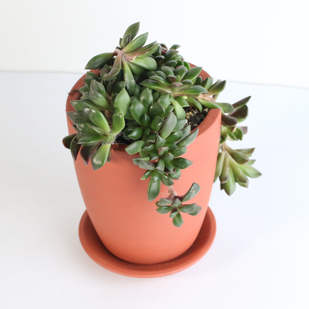 Aurora Rainbow Sand Rose Succulent - Cheeky Garden