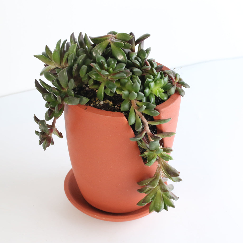 Aurora Rainbow Sand Rose Succulent - Cheeky Garden