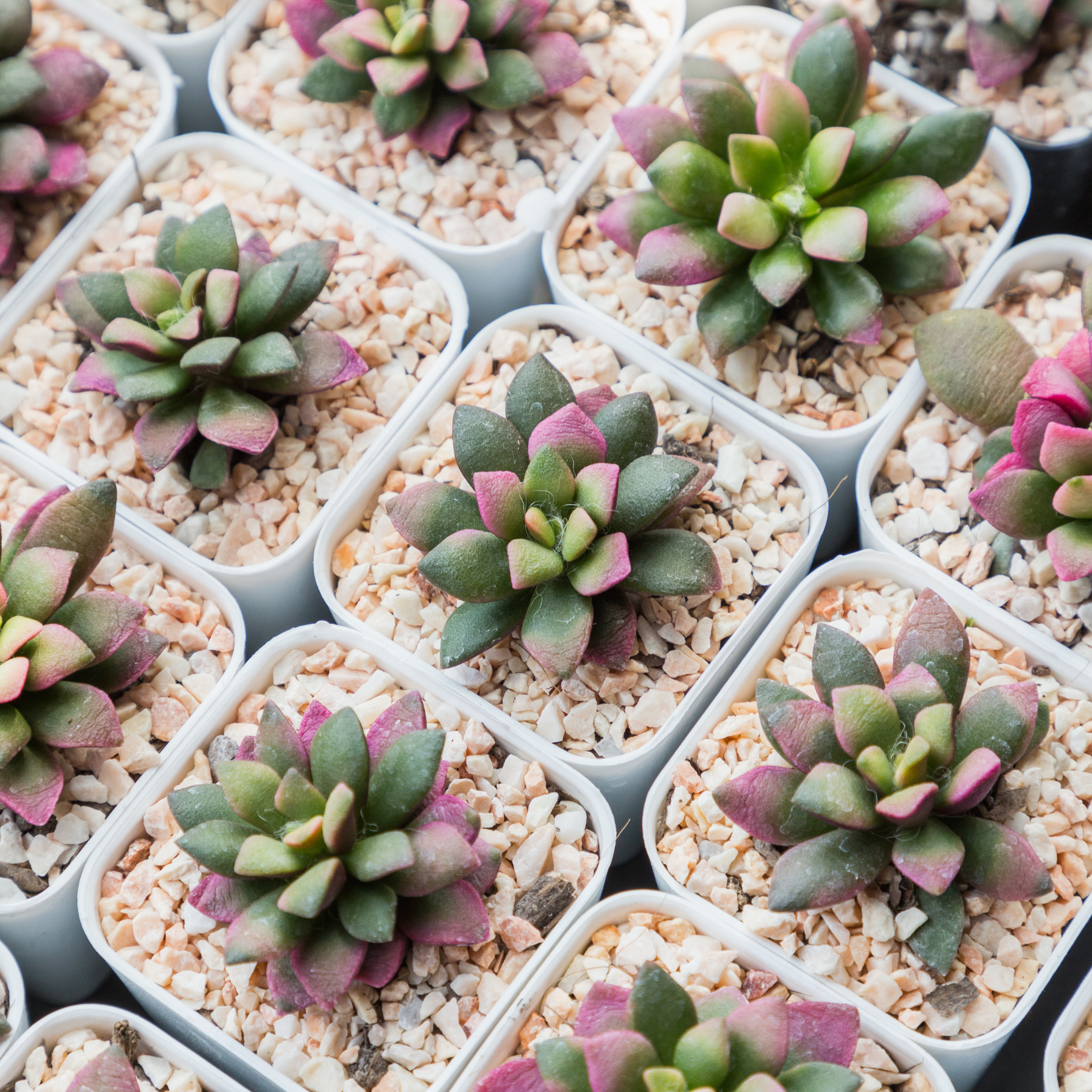 Aurora Rainbow Sand Rose Succulent - Cheeky Garden