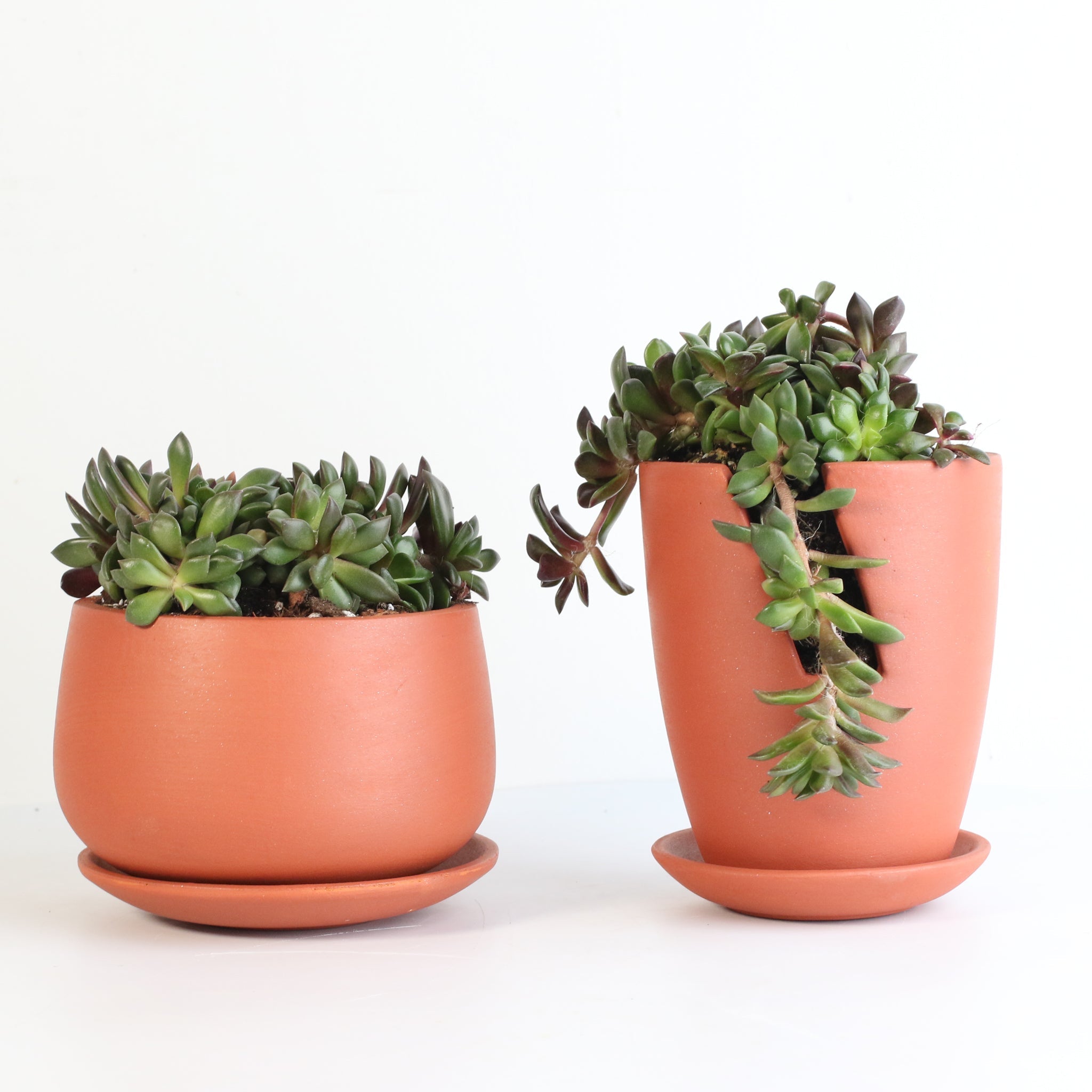 Aurora Rainbow Sand Rose Succulent - Cheeky Garden