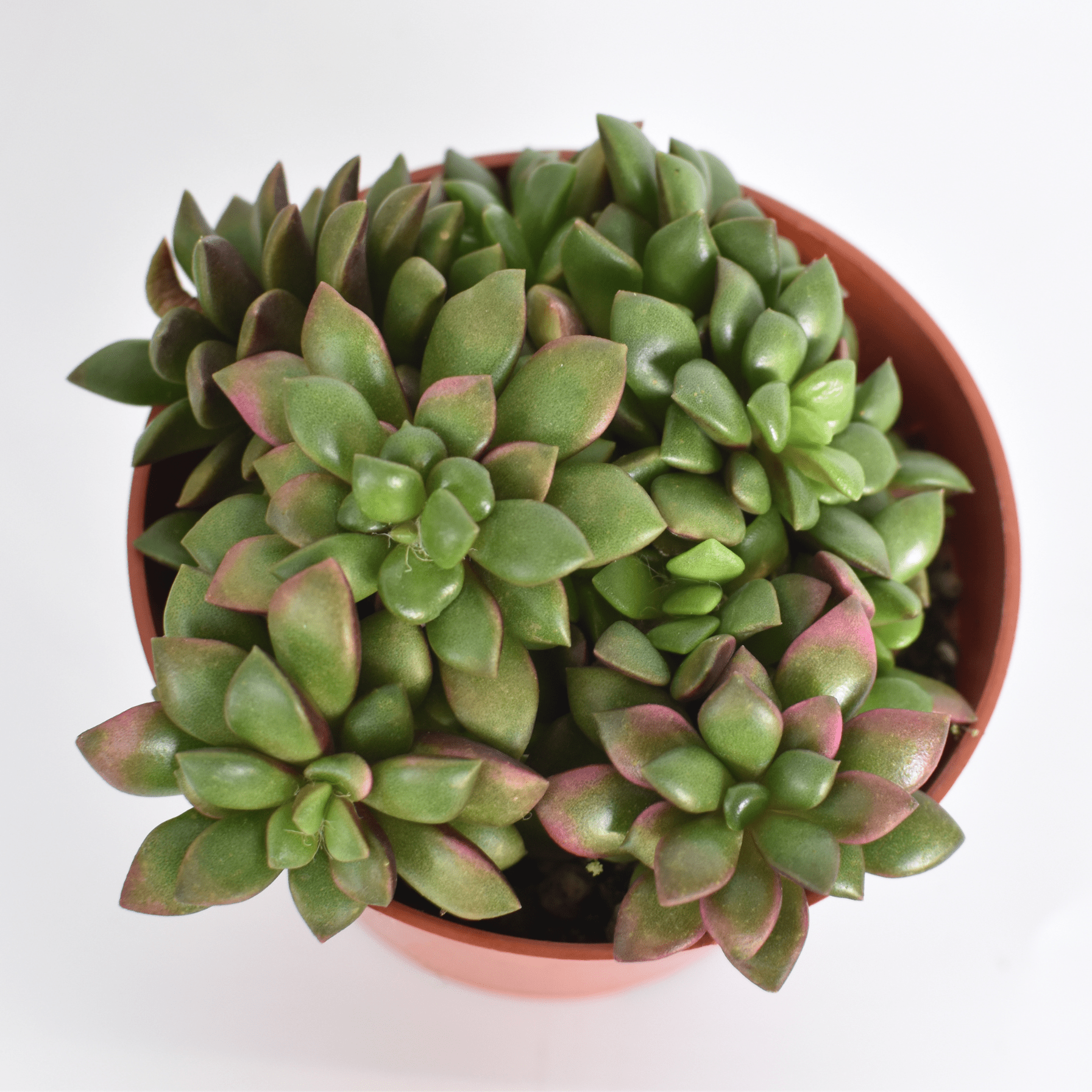 Aurora Rainbow Sand Rose Succulent - Cheeky Garden