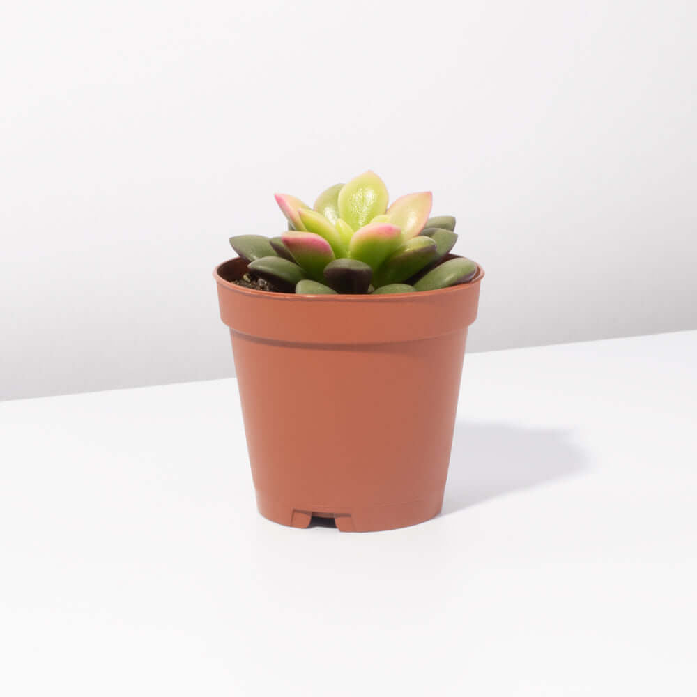 Aurora Rainbow Sand Rose Succulent - Cheeky Garden