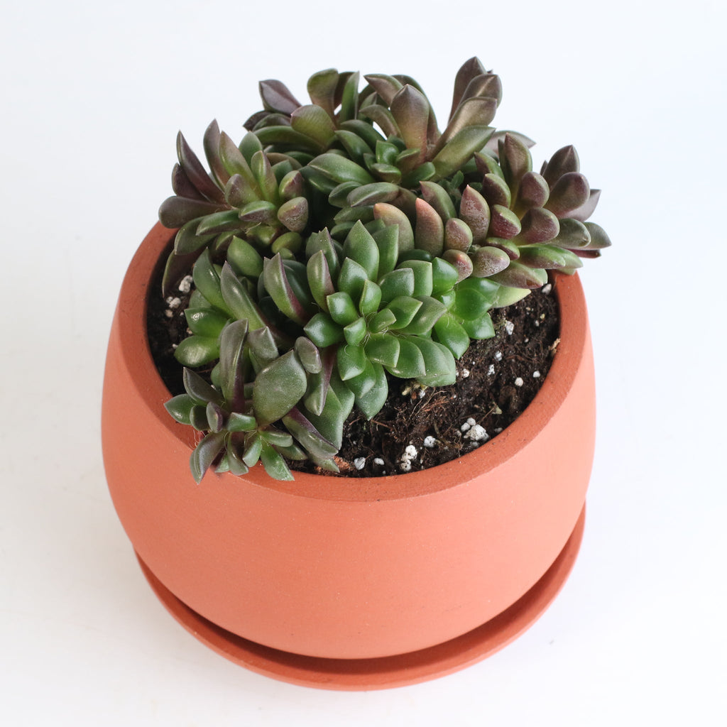 Aurora Rainbow Sand Rose Succulent - Cheeky Garden