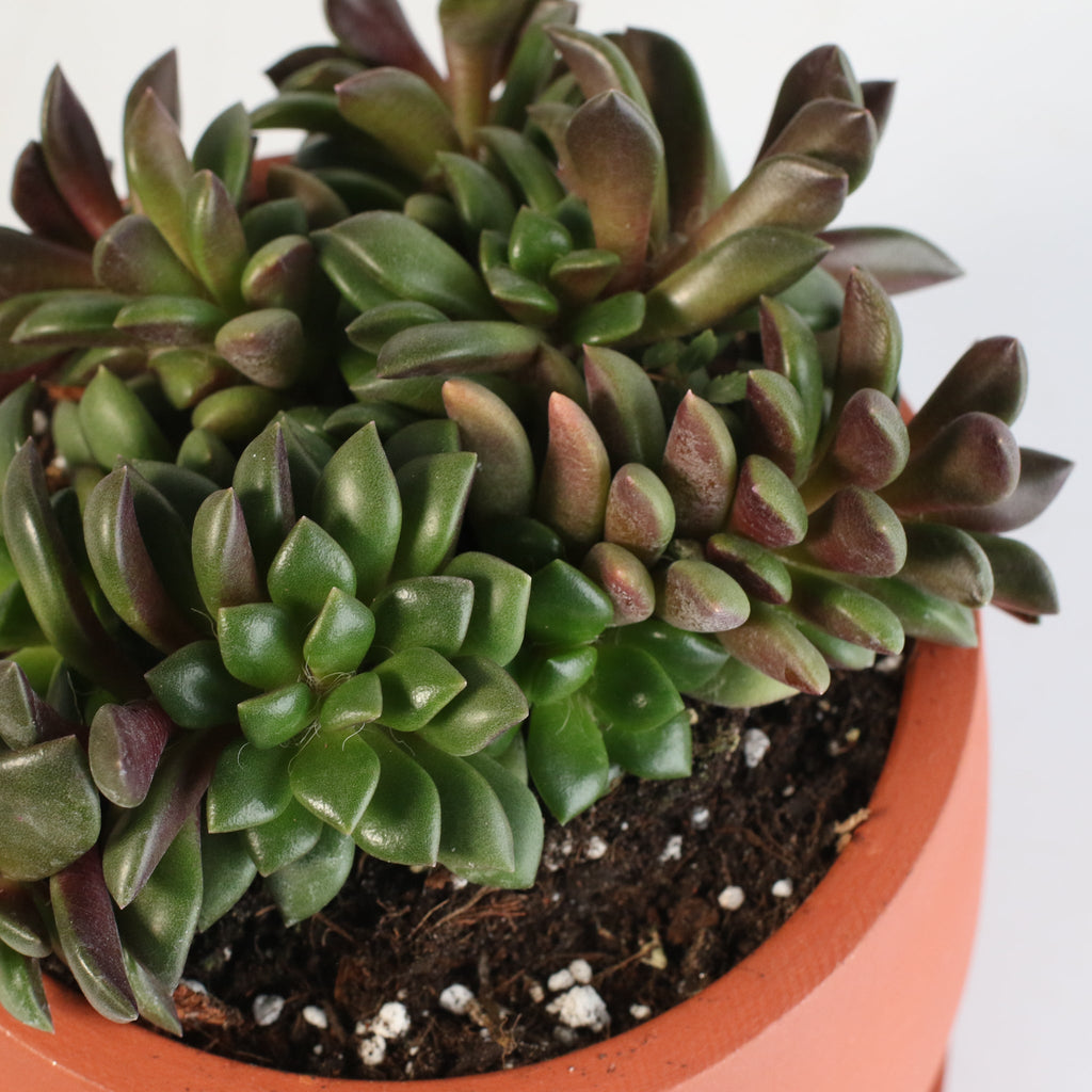 Aurora Rainbow Sand Rose Succulent - Cheeky Garden