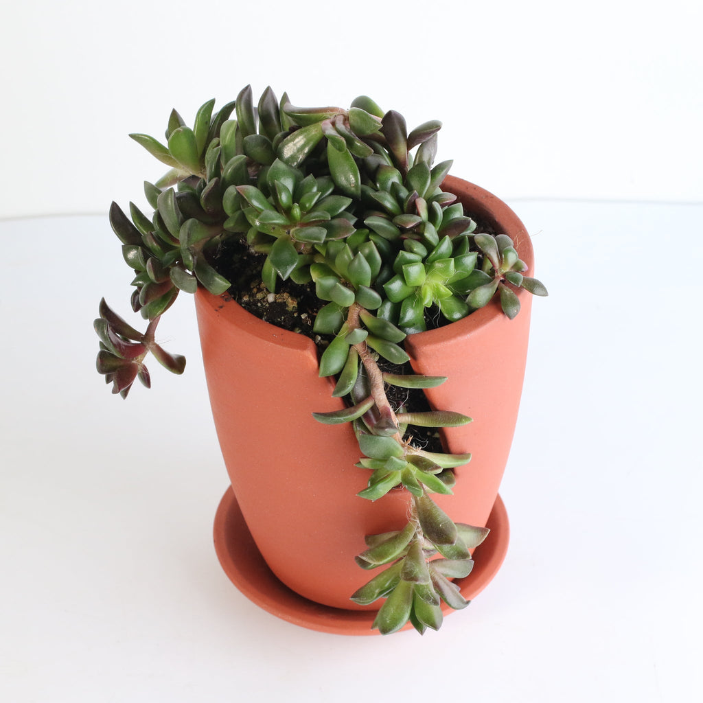 Aurora Rainbow Sand Rose Succulent - Cheeky Garden