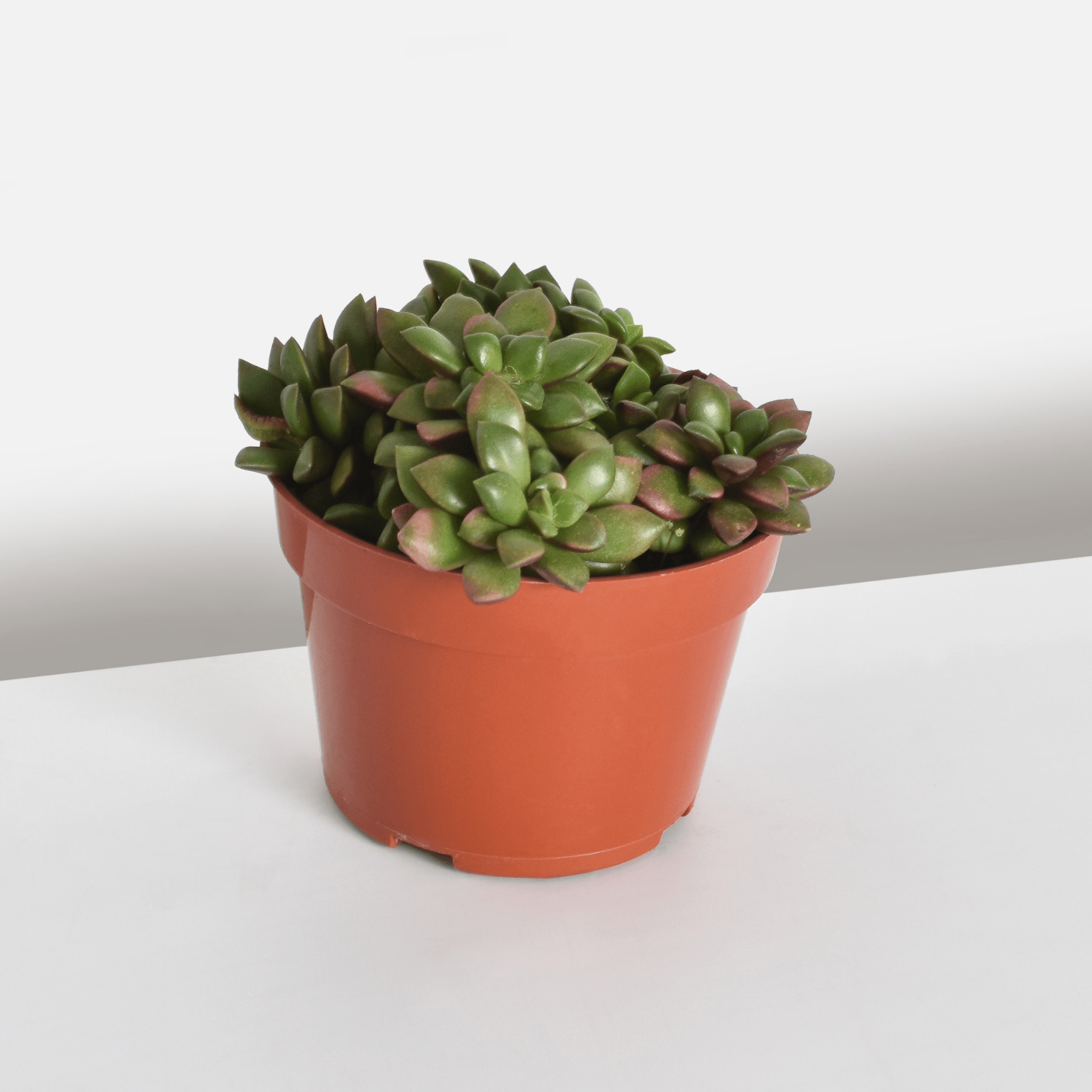 Aurora Rainbow Sand Rose Succulent - Cheeky Garden