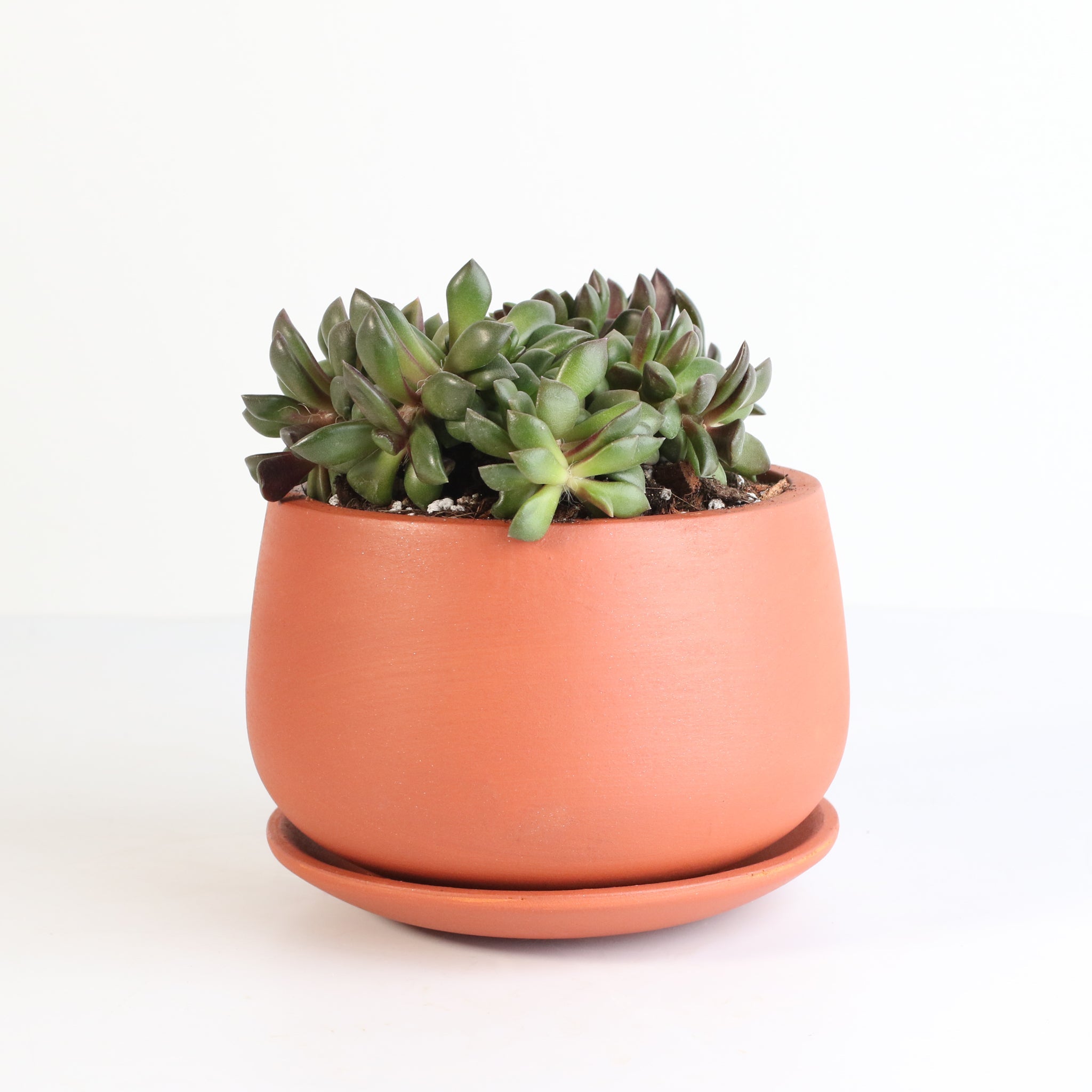 Aurora Rainbow Sand Rose Succulent - Cheeky Garden