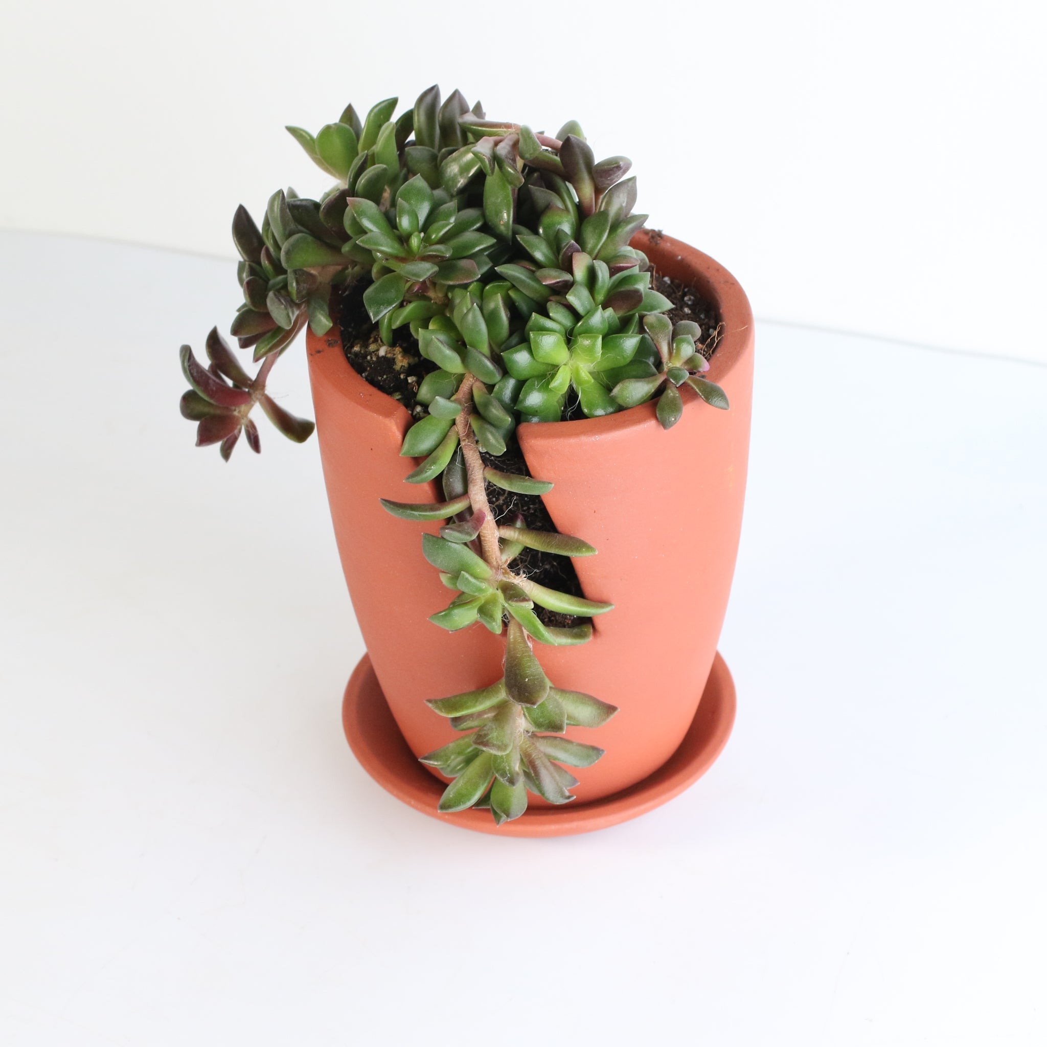 Aurora Rainbow Sand Rose Succulent - Cheeky Garden