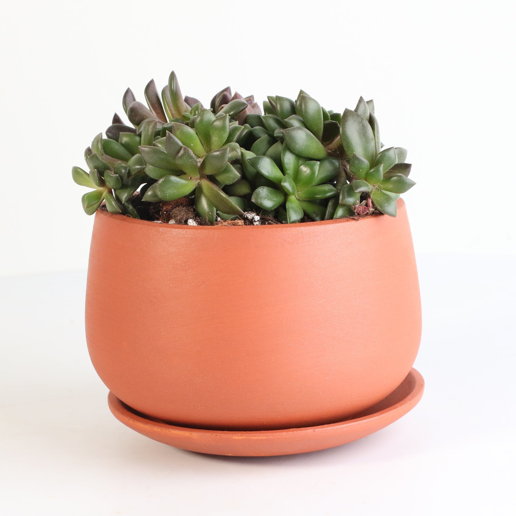 Aurora Rainbow Sand Rose Succulent - Cheeky Garden