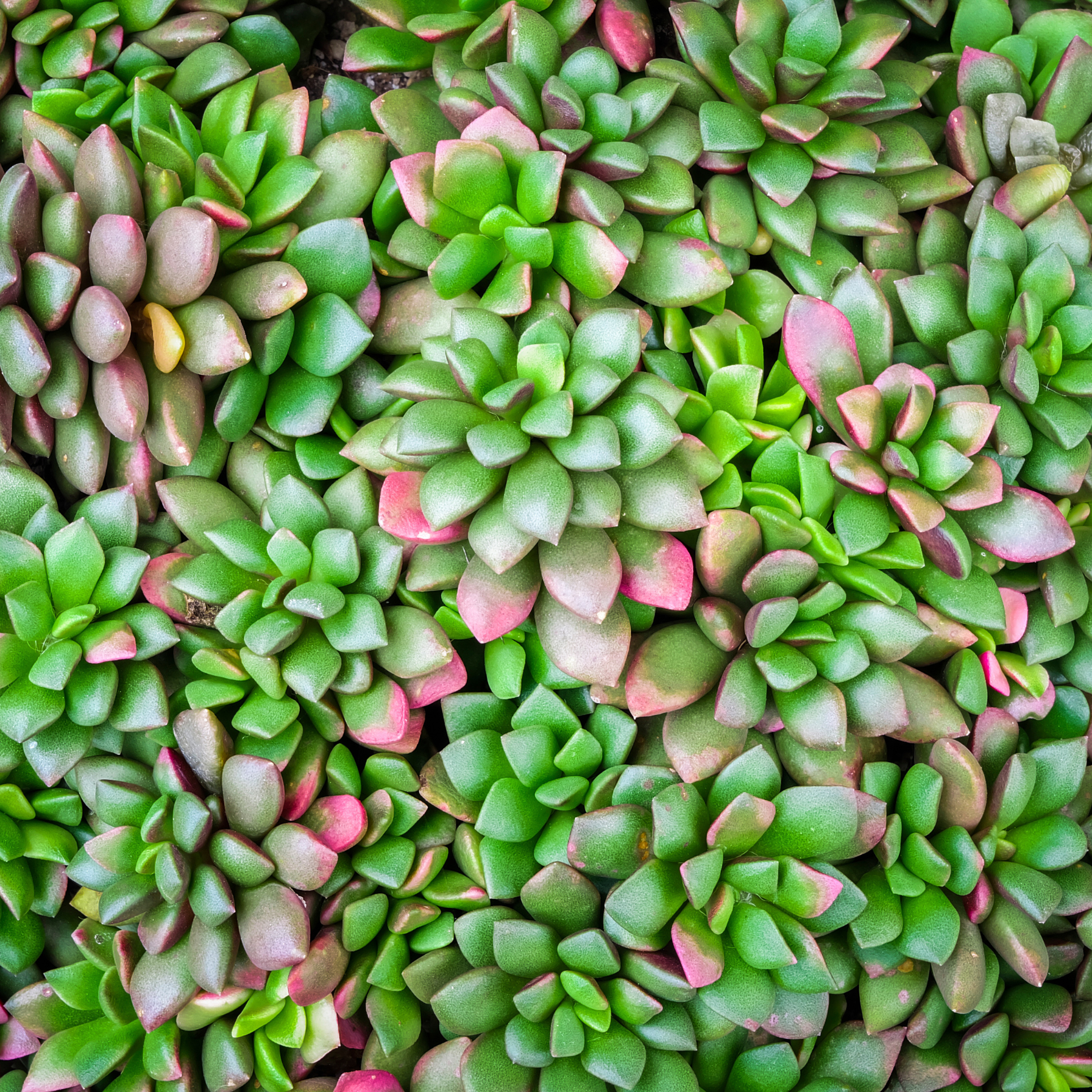 Aurora Rainbow Sand Rose Succulent - Cheeky Garden