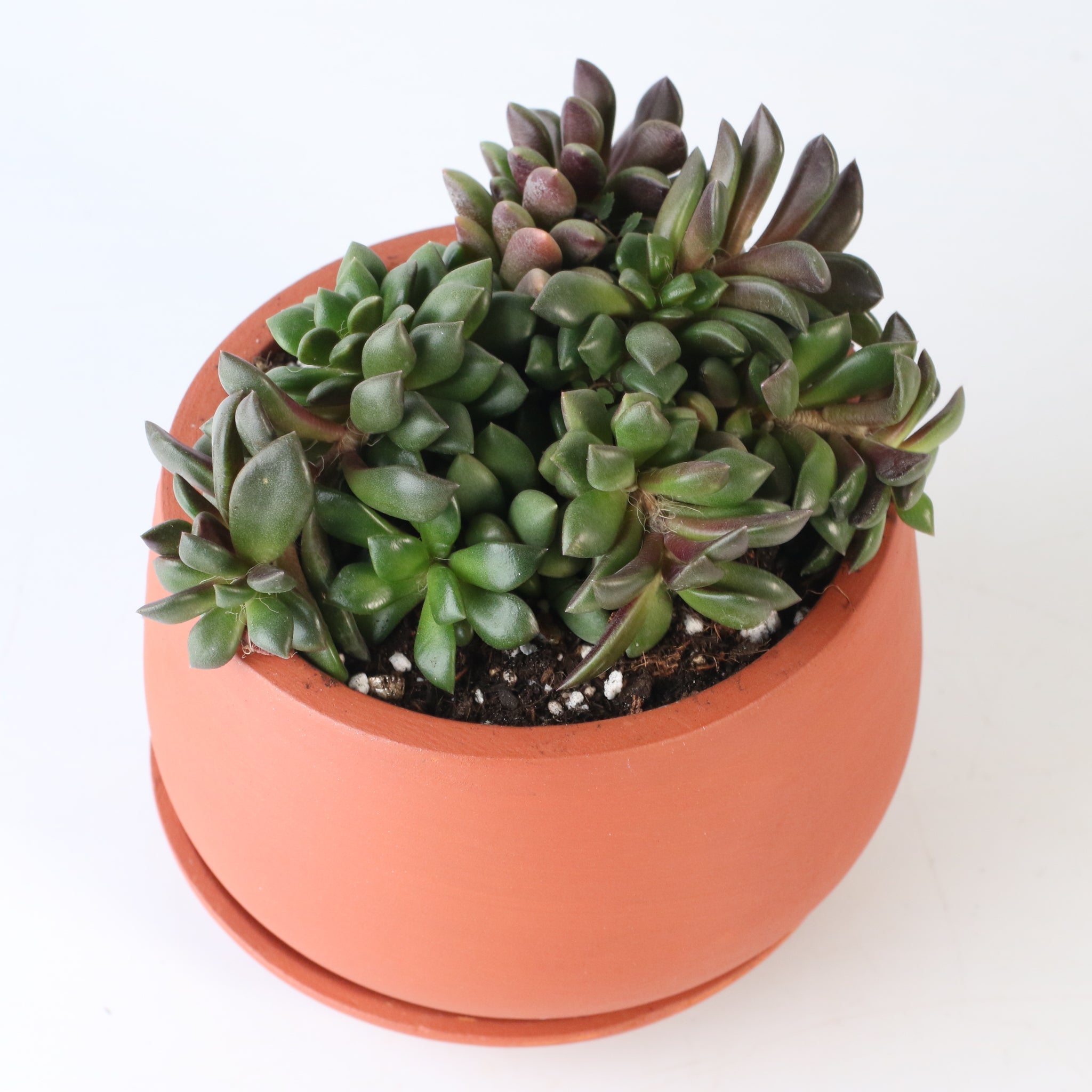 Aurora Rainbow Sand Rose Succulent - Cheeky Garden