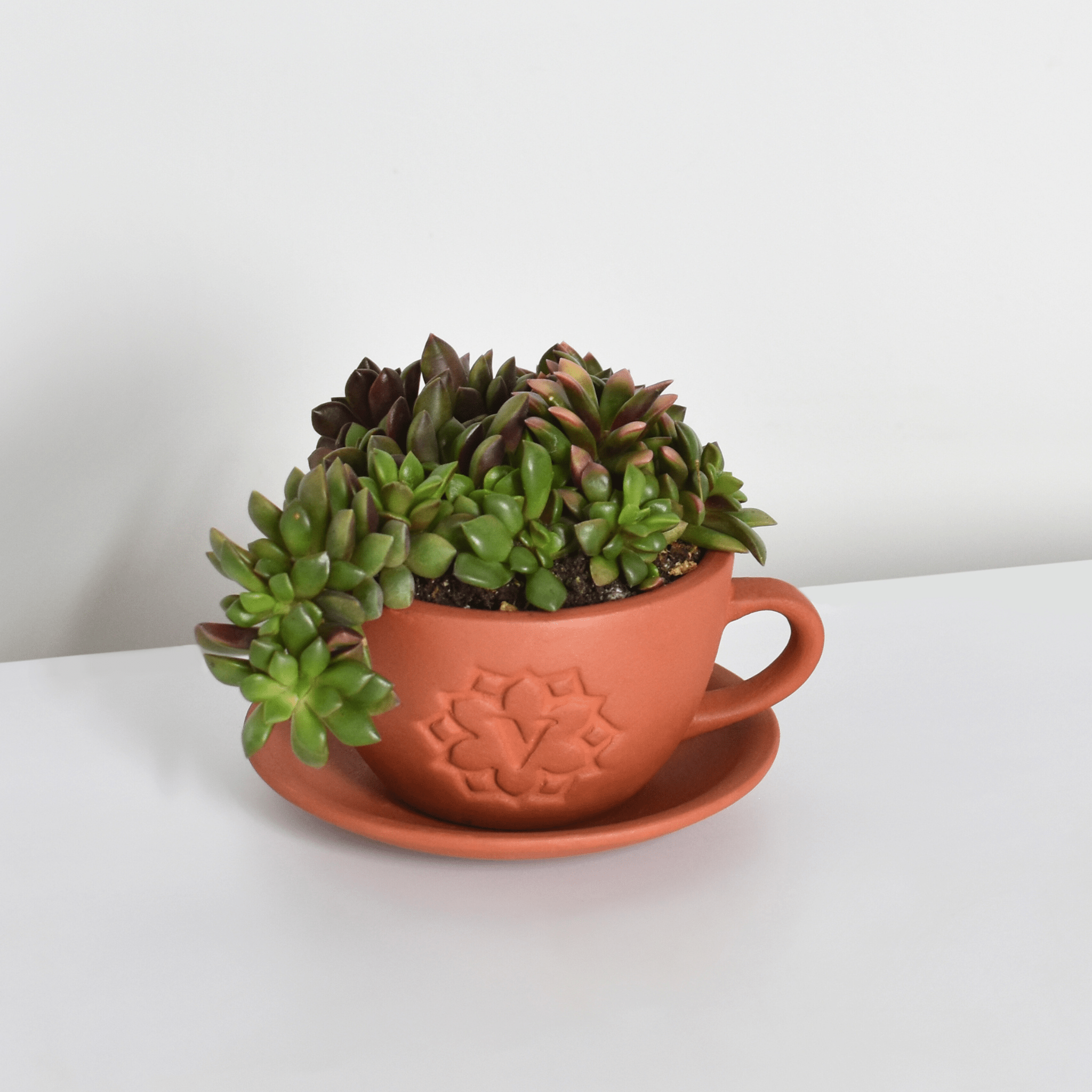 Aurora Rainbow Sand Rose Succulent - Cheeky Garden