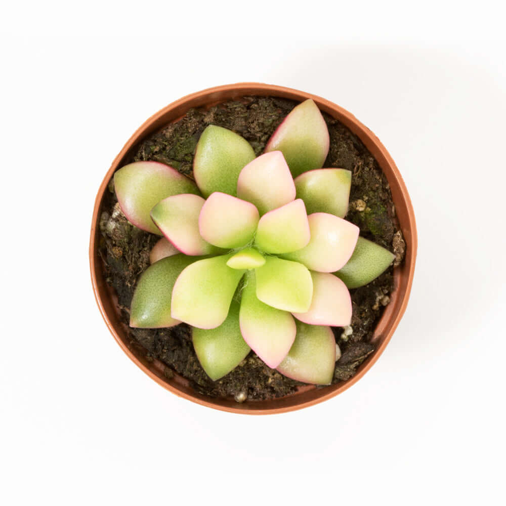 Aurora Rainbow Sand Rose Succulent - Cheeky Garden