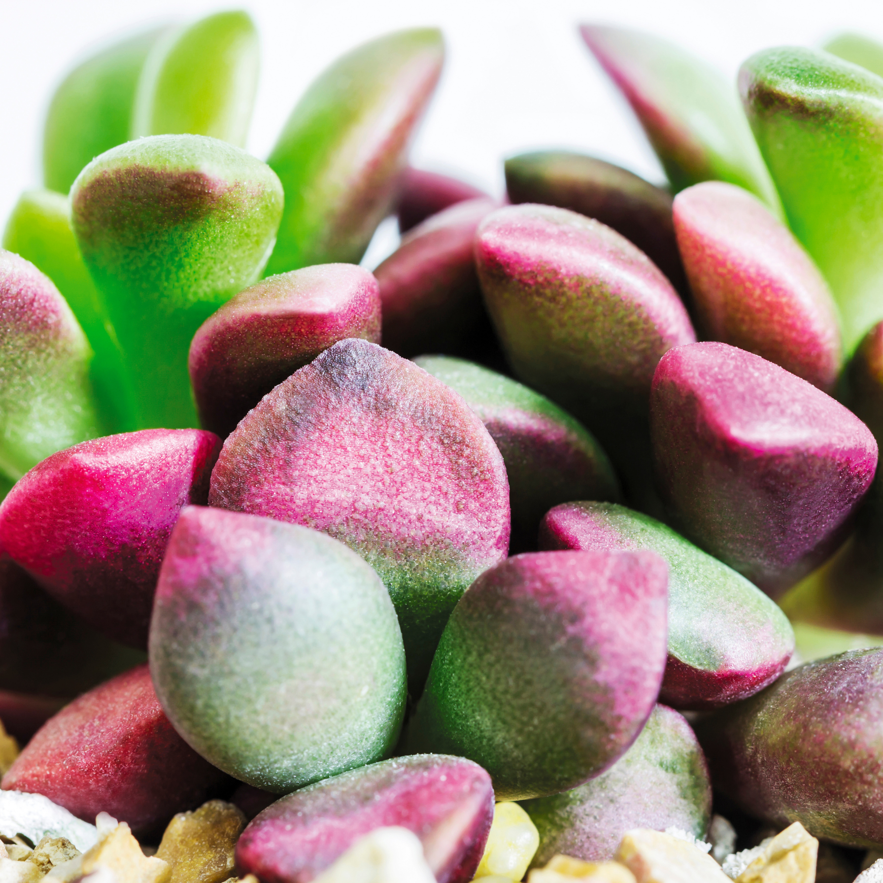 Aurora Rainbow Sand Rose Succulent - Cheeky Garden