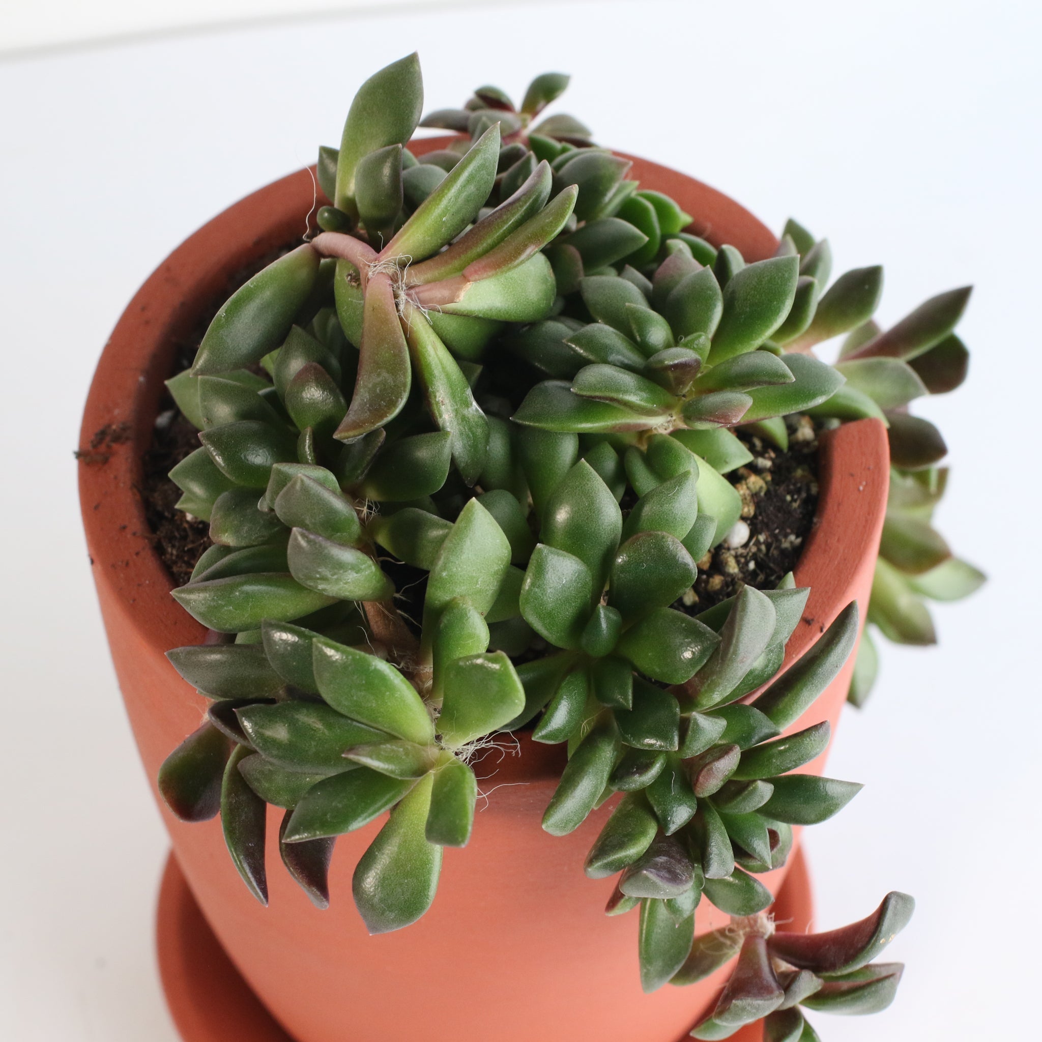 Aurora Rainbow Sand Rose Succulent - Cheeky Garden