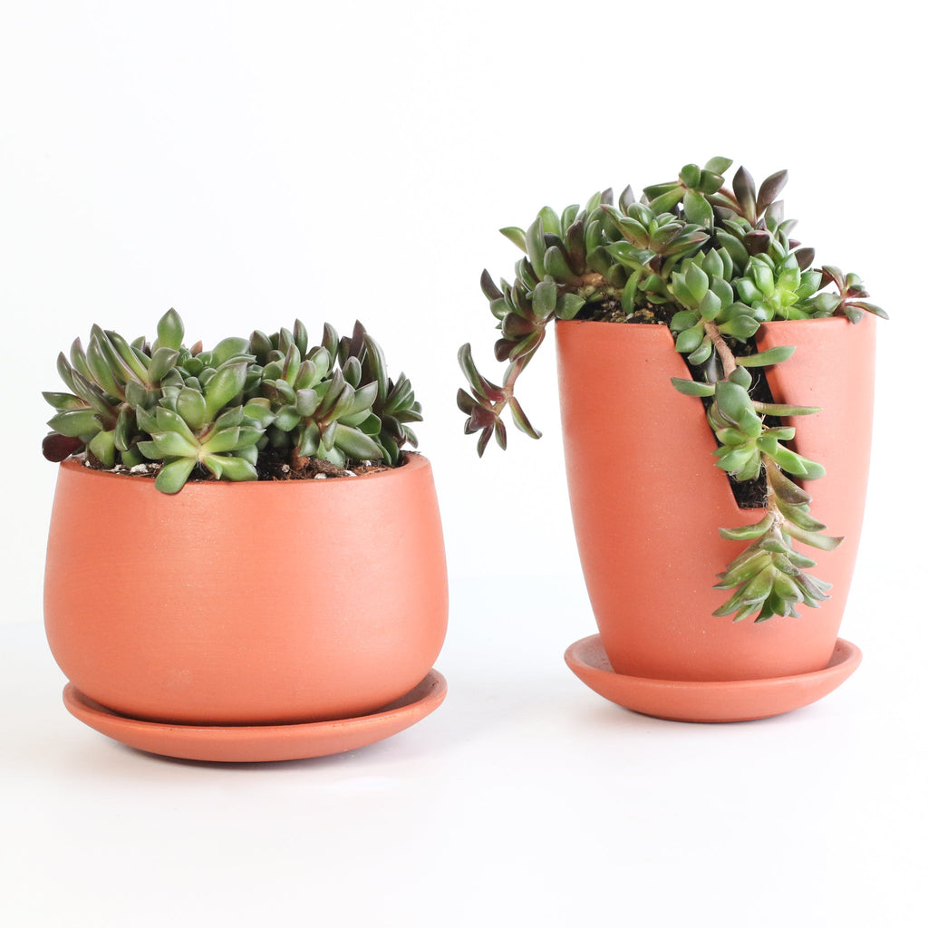 Aurora Rainbow Sand Rose Succulent - Cheeky Garden