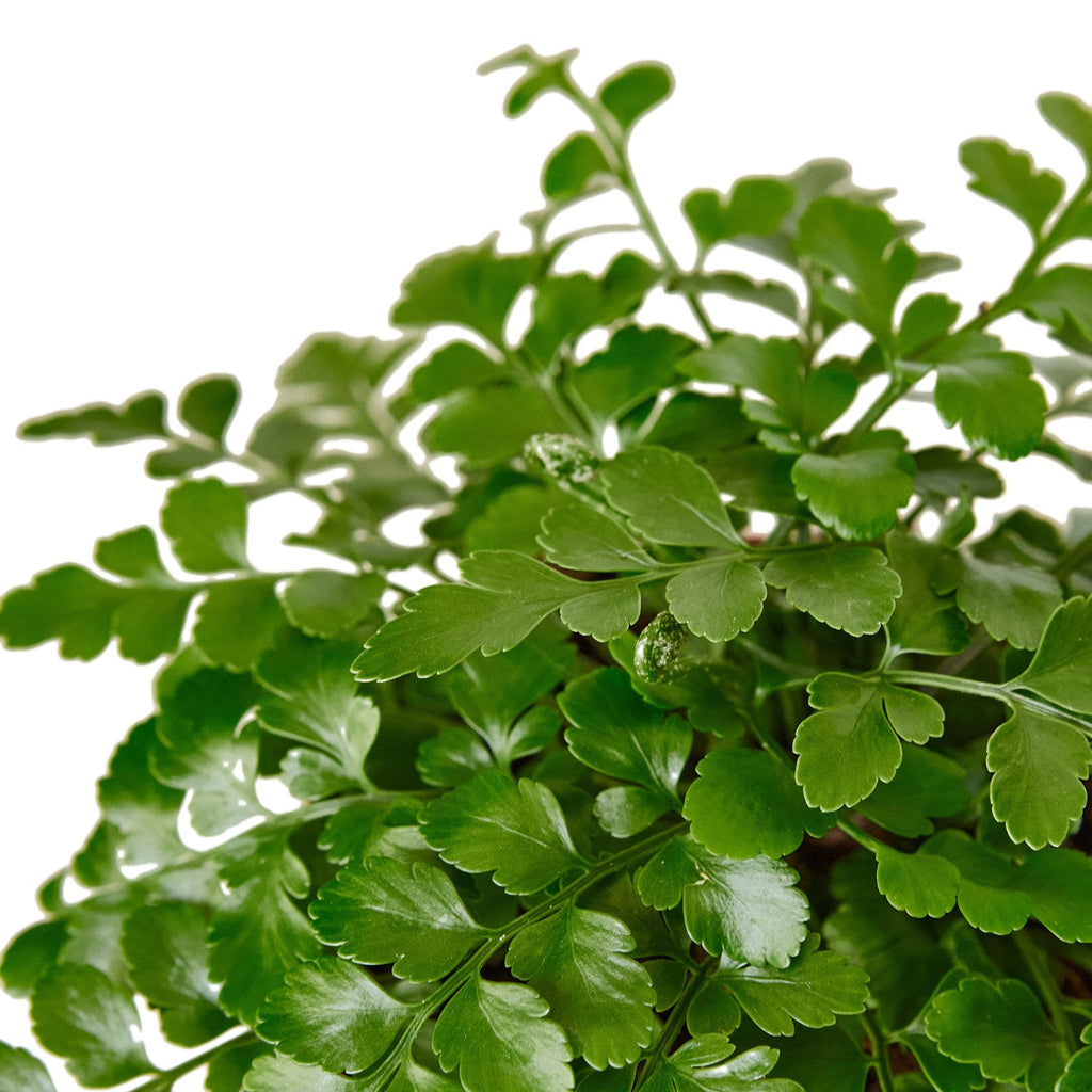 Austral Gem Fern - Cheeky Garden
